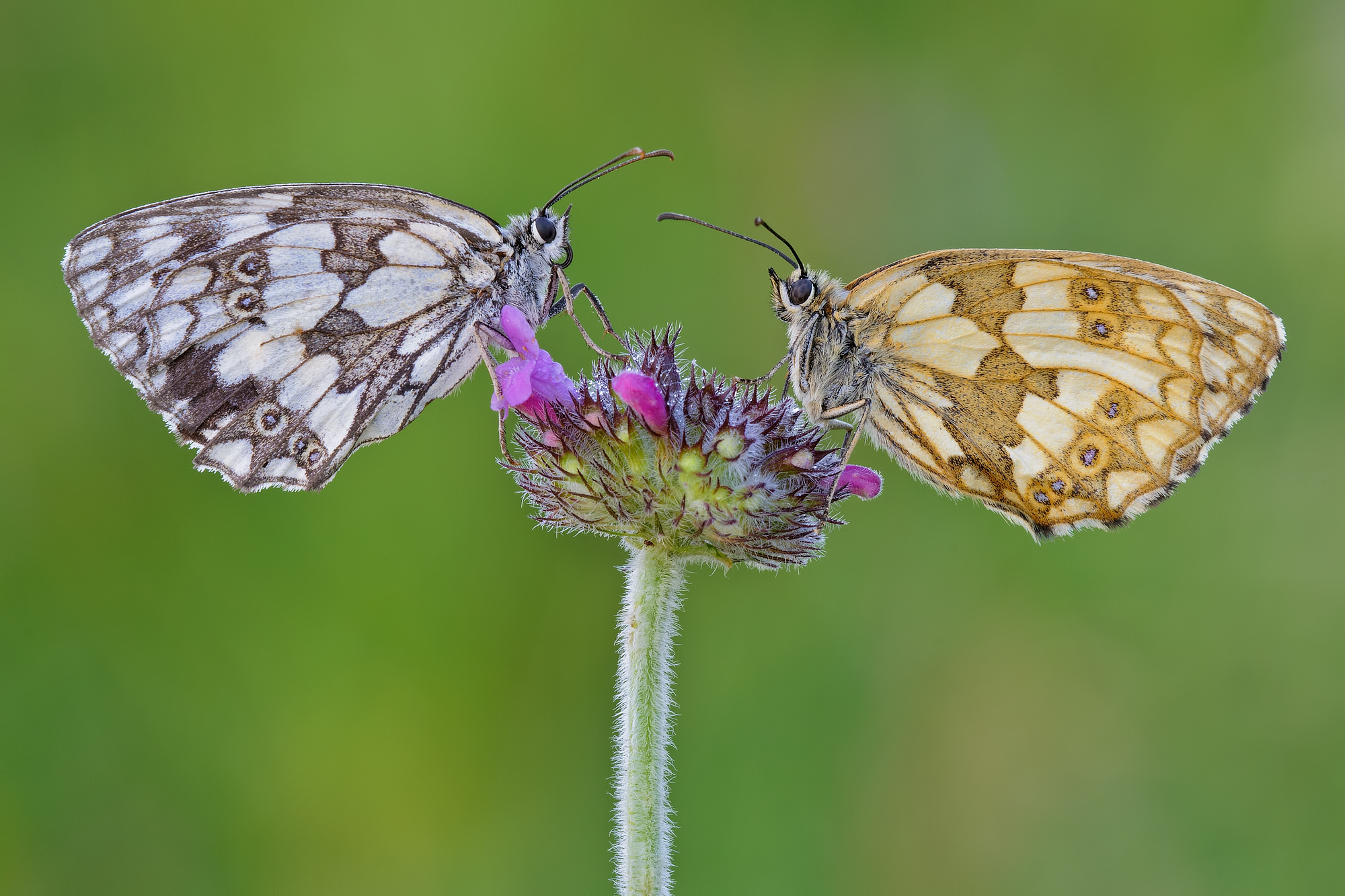 Melanargie dalla cima Grappa