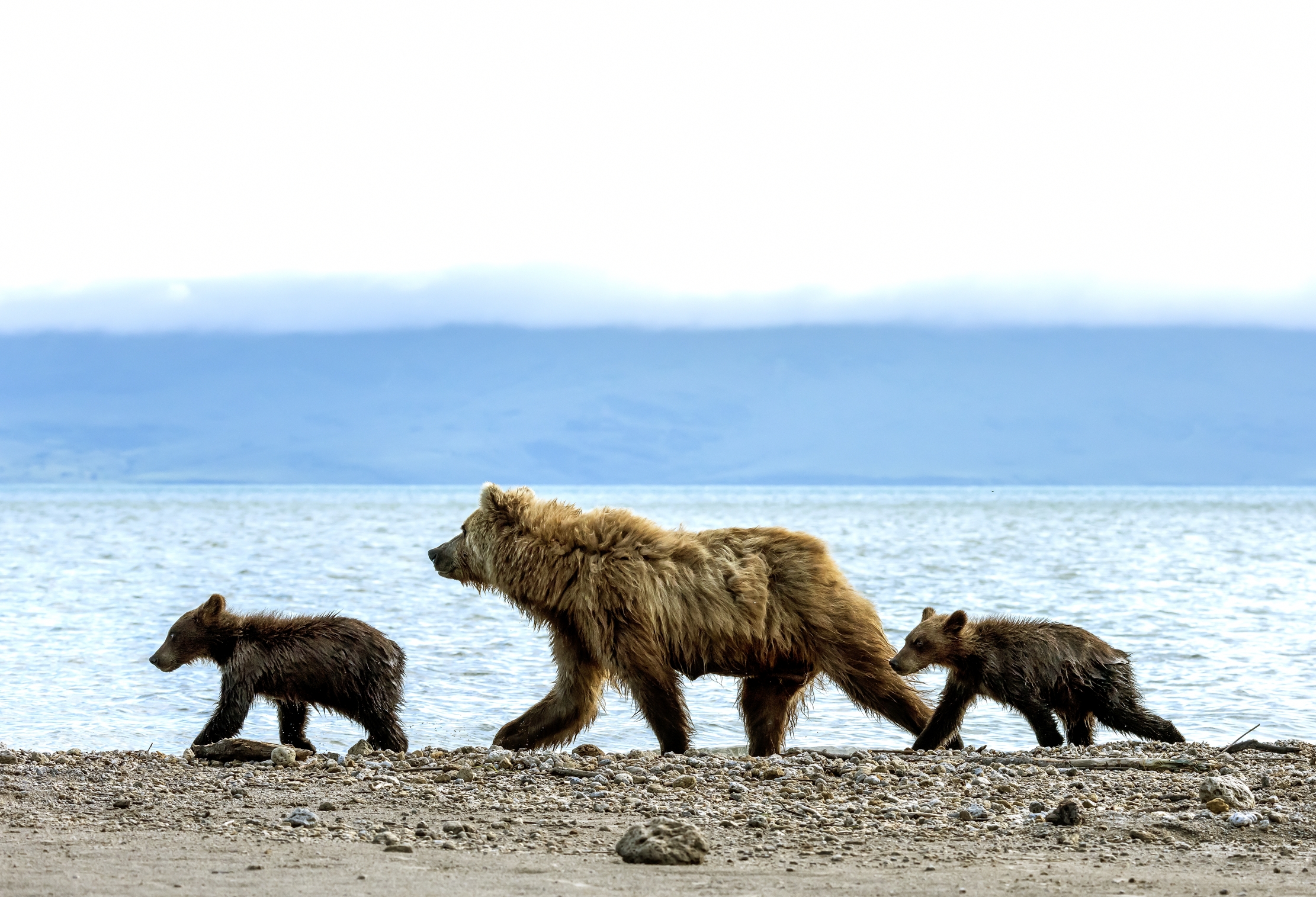 Kamchatka 2016 - A passeggio