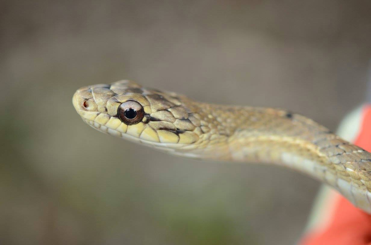 Pseustes poecilonotus