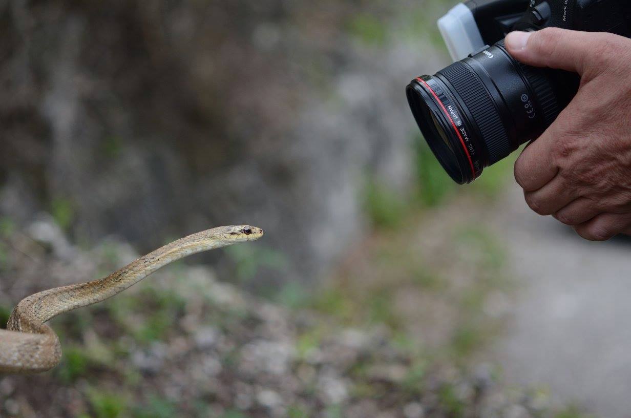 Pseustes poecilonotus vs Canon