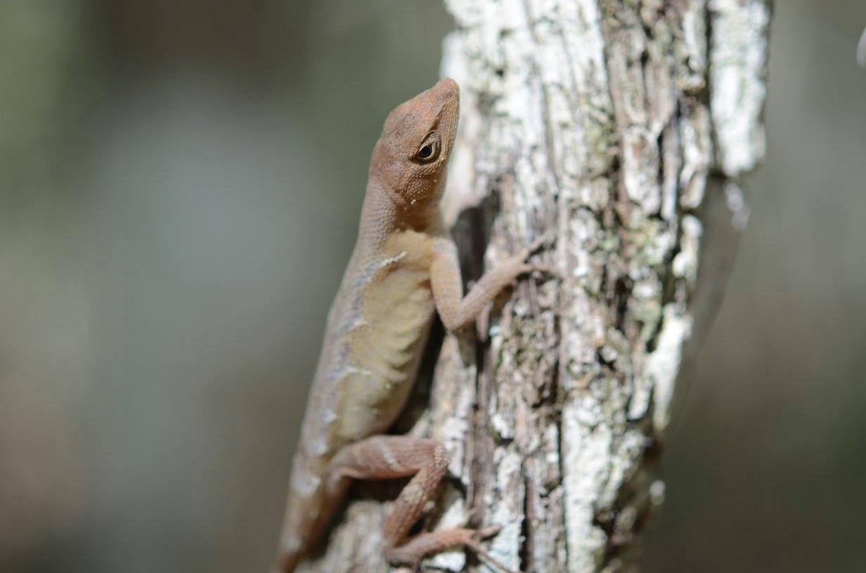 Norops tropidonotus in termoregolazione