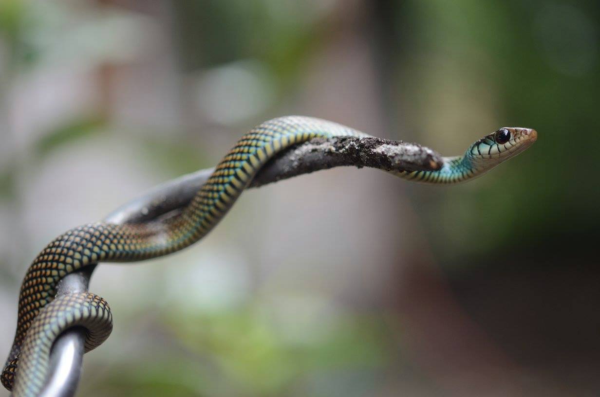 Drymobius margaritiferus su bastone da erpetologo