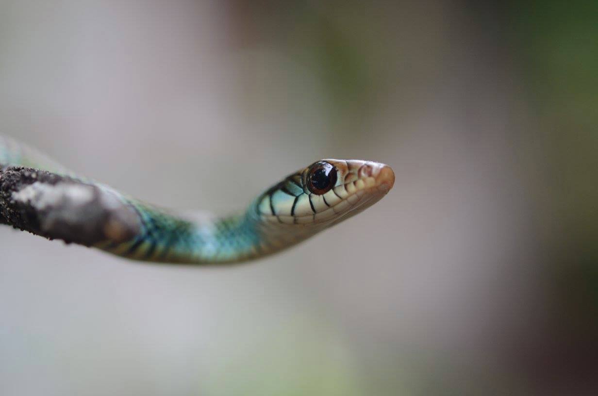 Drymobius margaritiferus