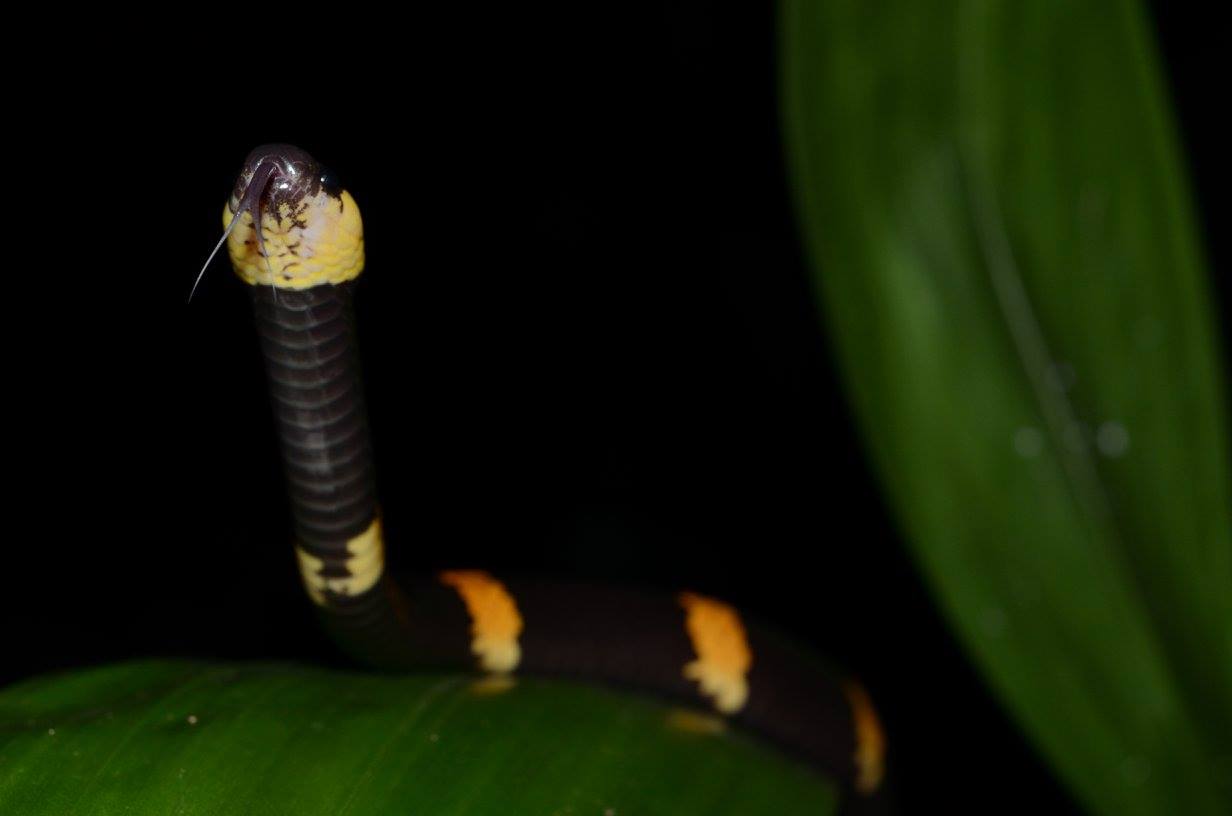 Tropidodipsas sartorii