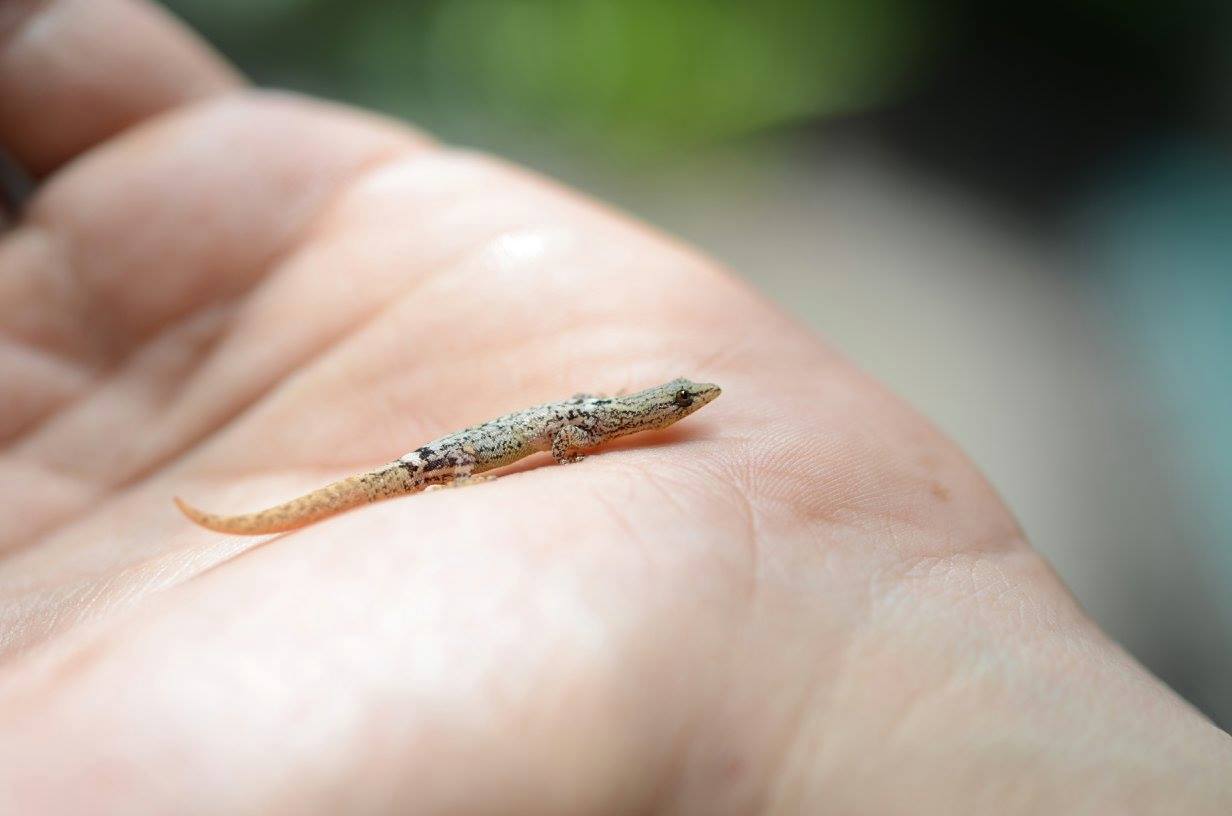 Sphaerodactylus galucus