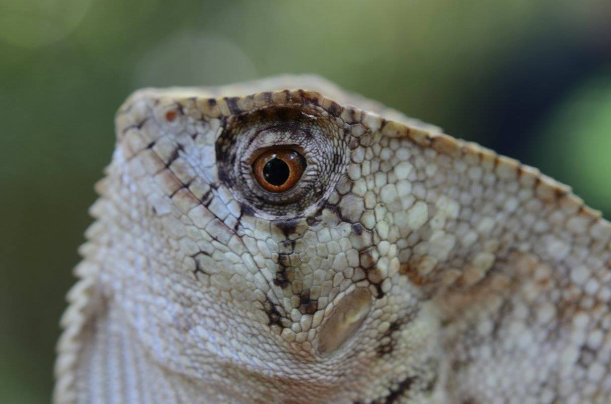 Corytophanes cristatus