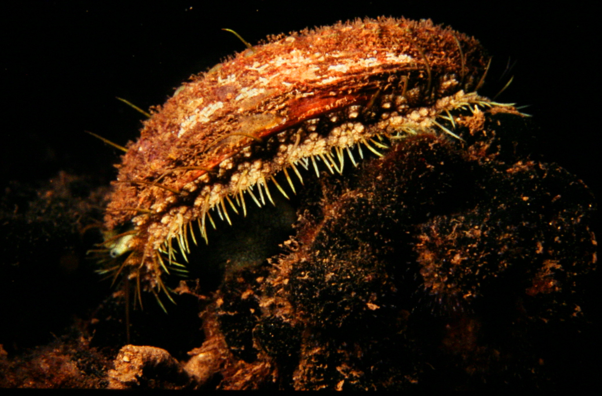 Baia 1982 - Haliotis