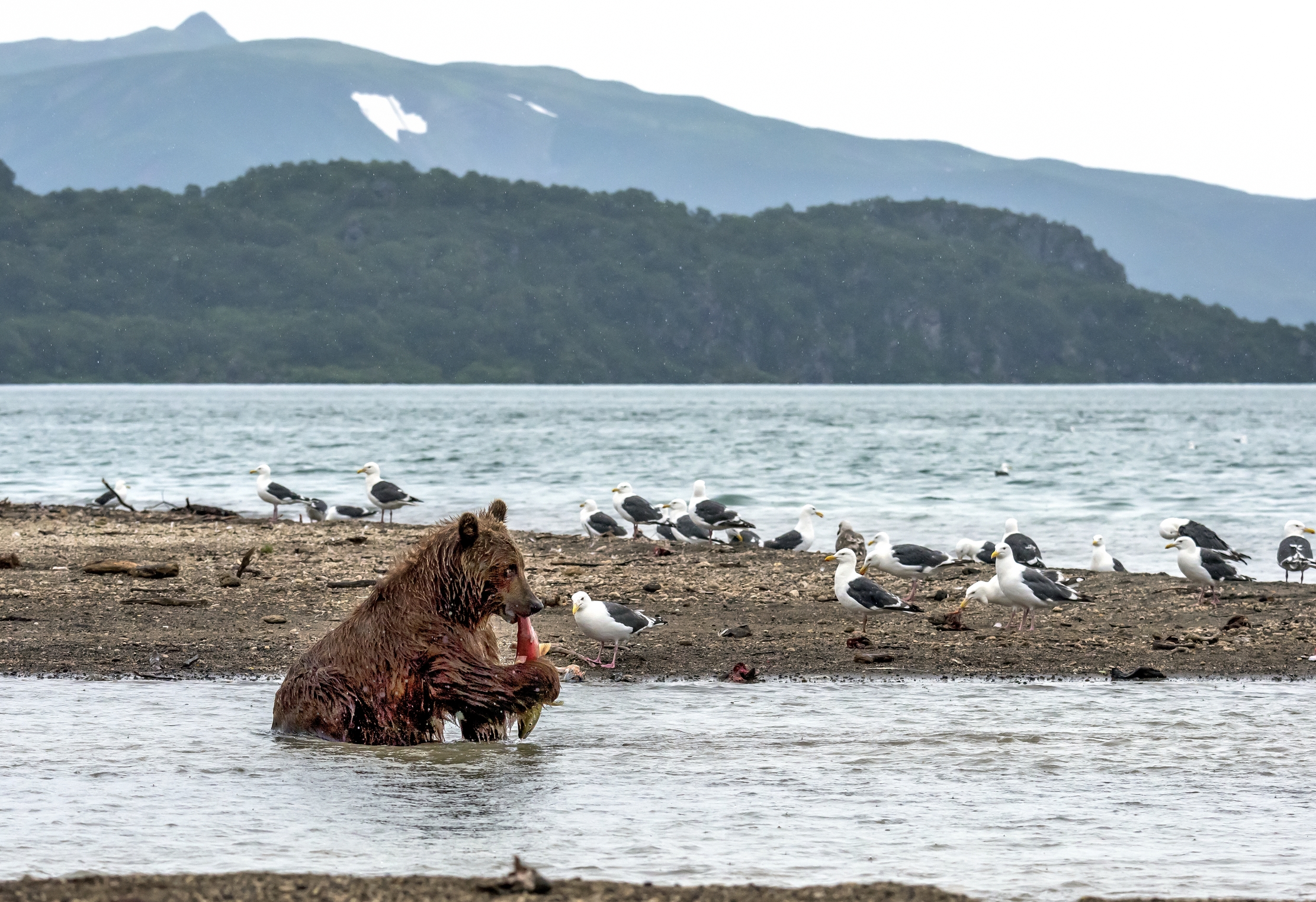 Kamchatka 2016 - Merendina