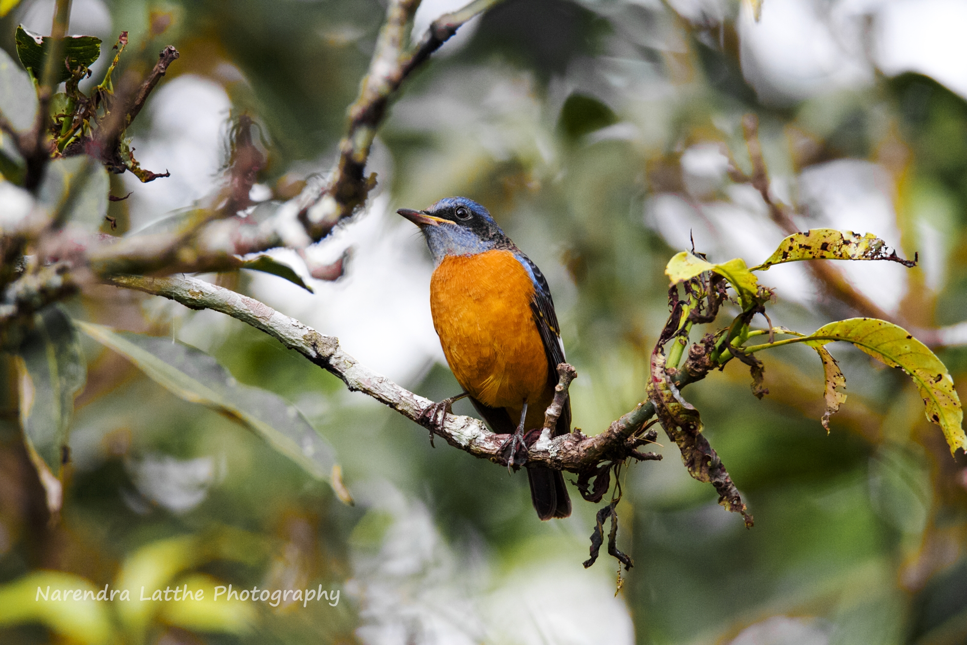 Blue Capped Rock Thrush