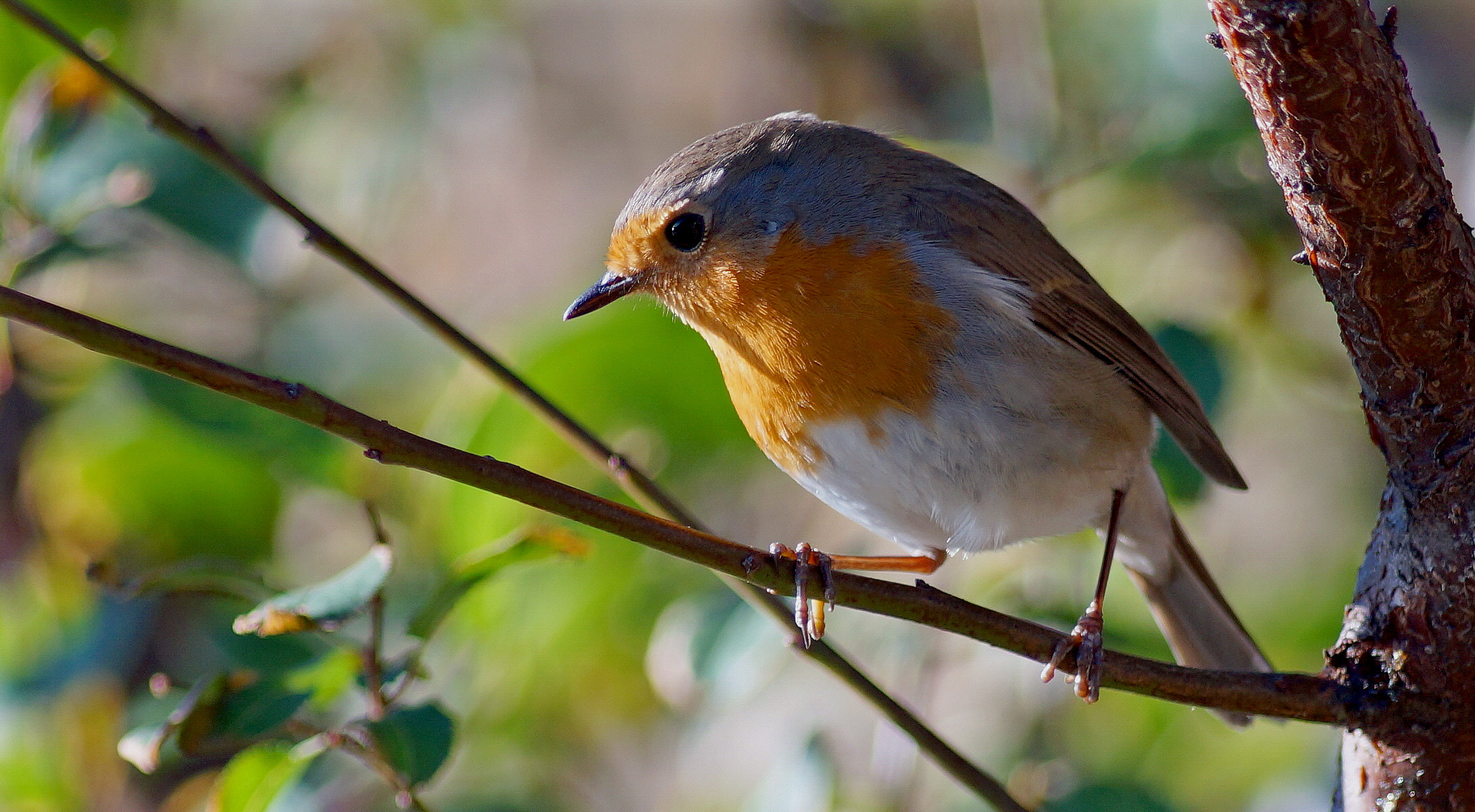 e' tornato il capozona