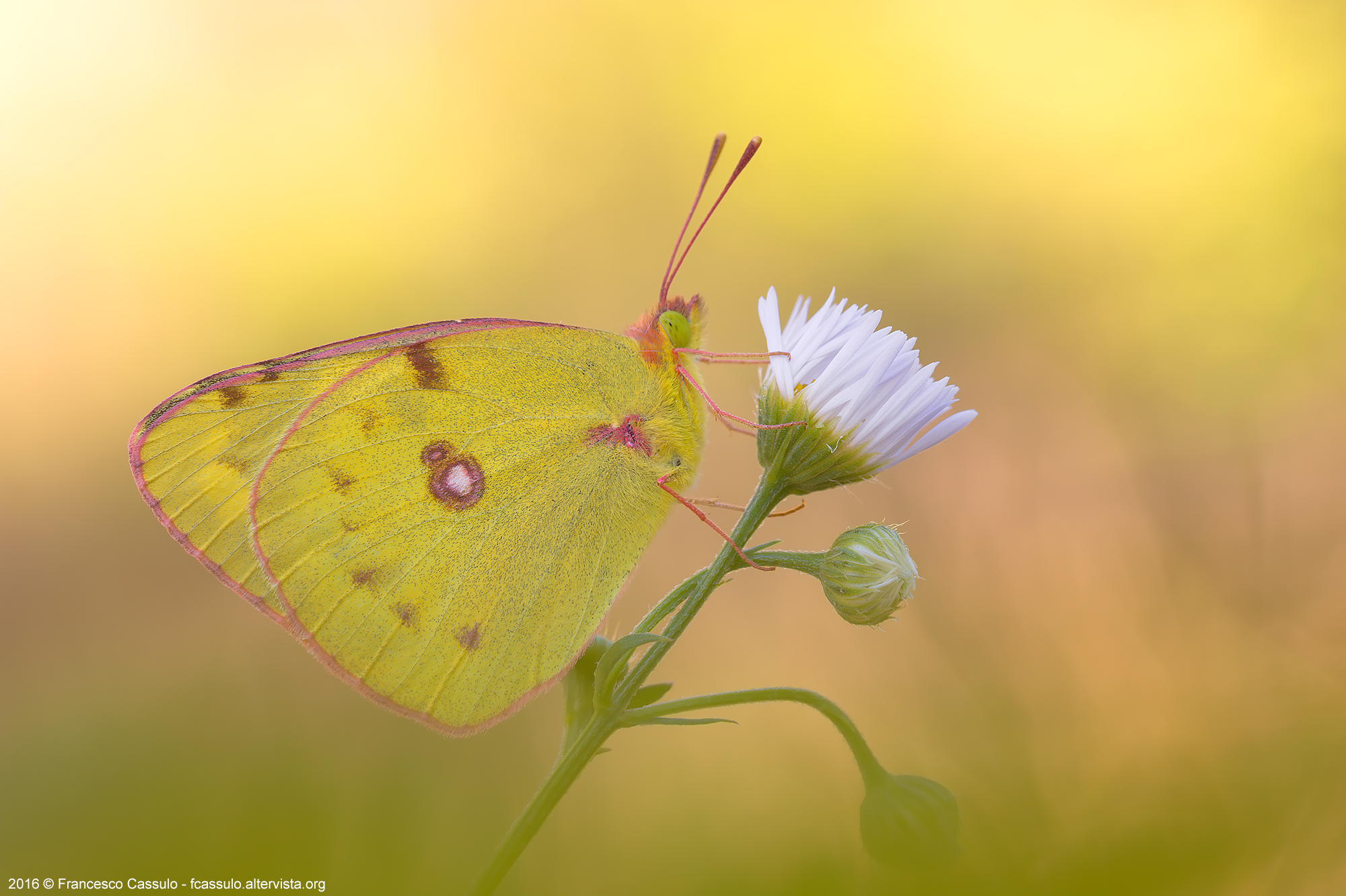 Colias alfacariensis Ribbe, 1905