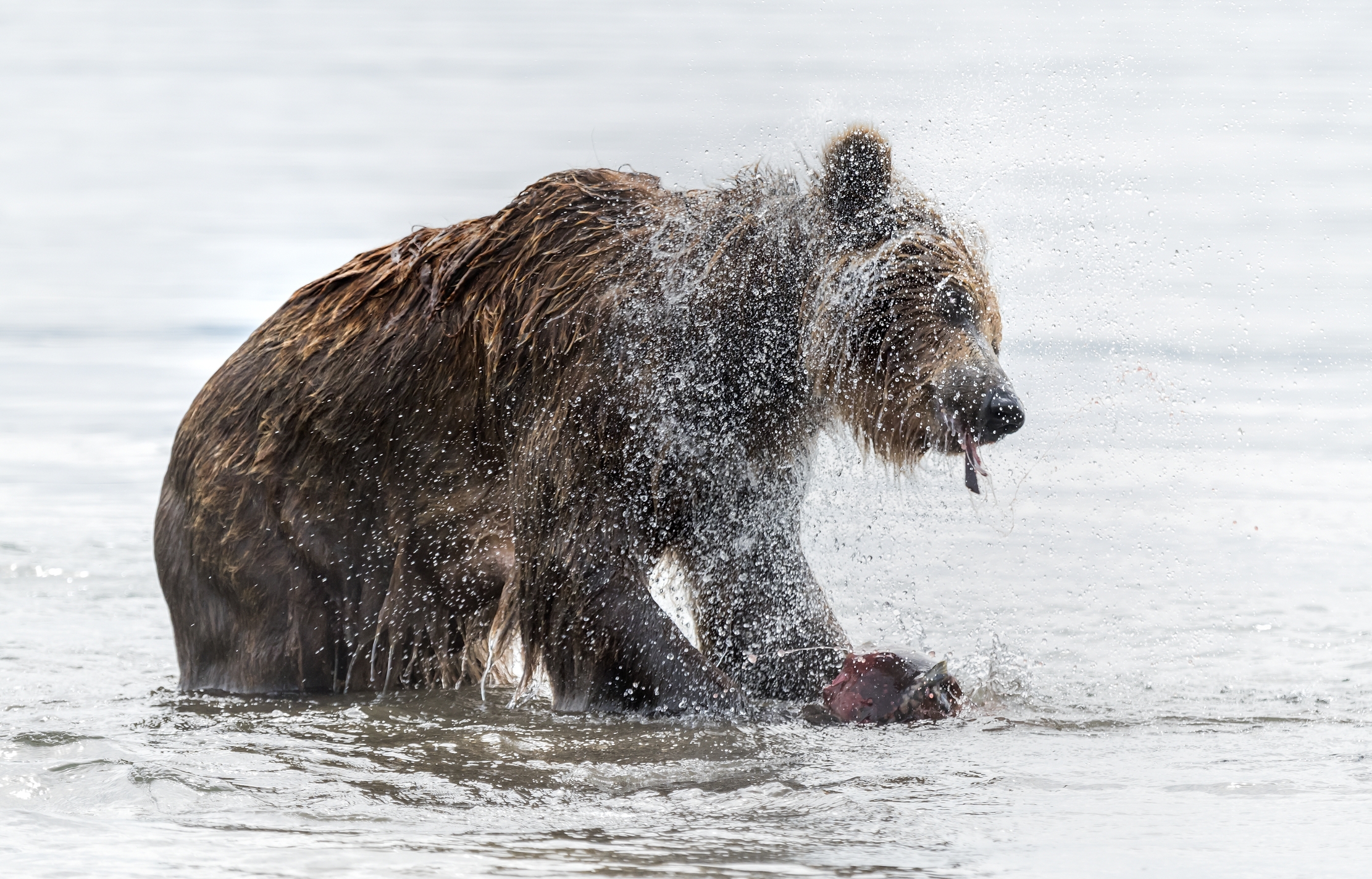 Kamchatka 2016 - Shaking