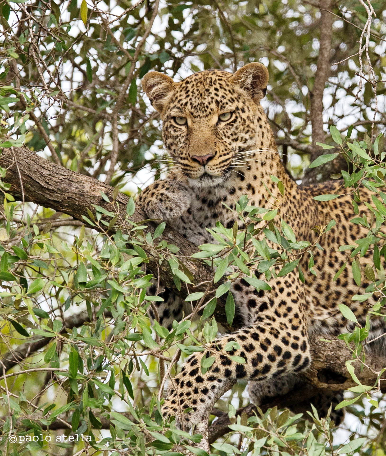 ritratto di leopardo