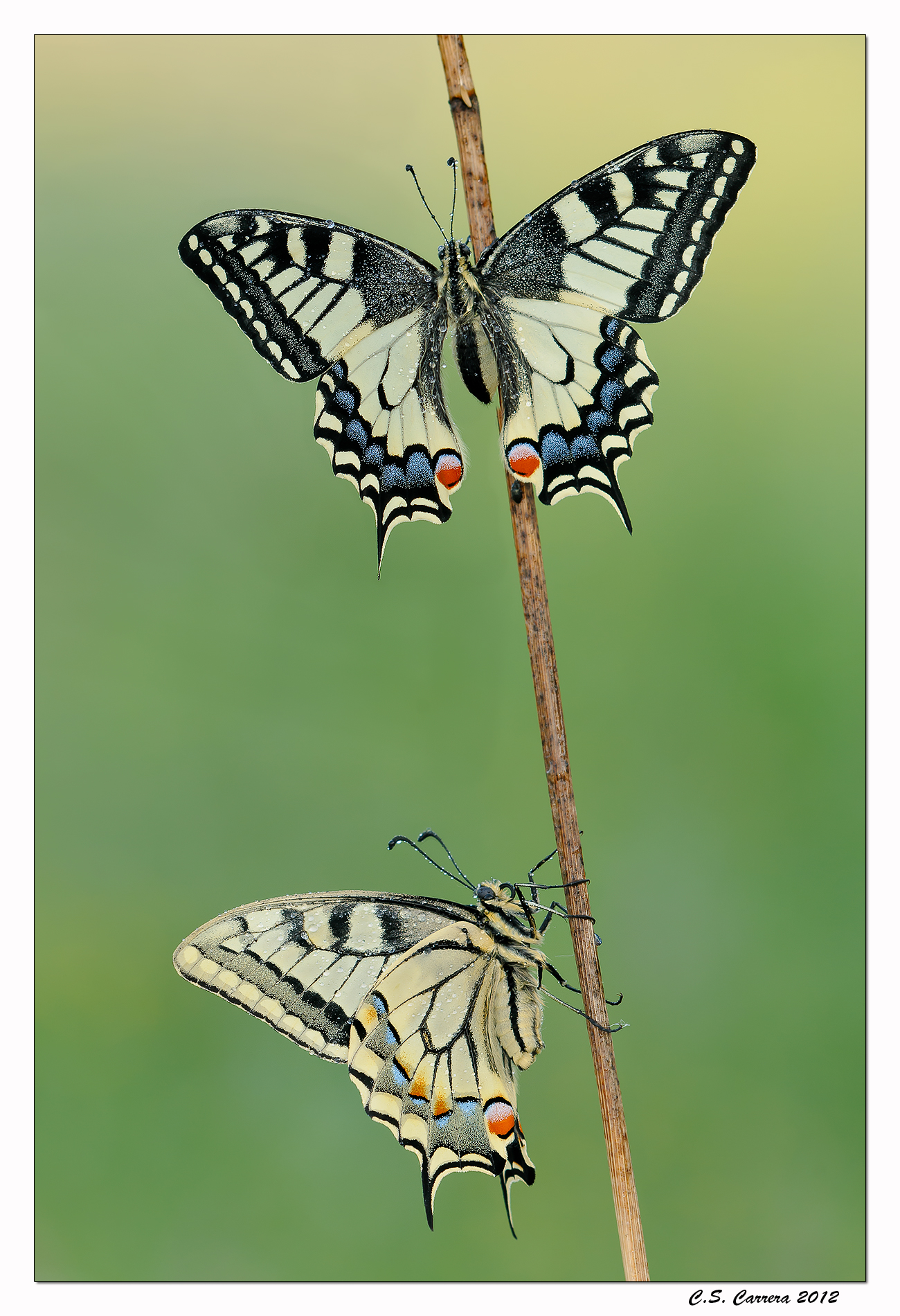 The return ....... of swallowtail