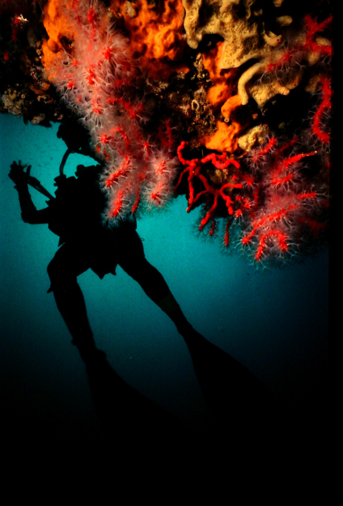 Profondo Rosso . Punta Pizzaco,Procida - settembre 1981