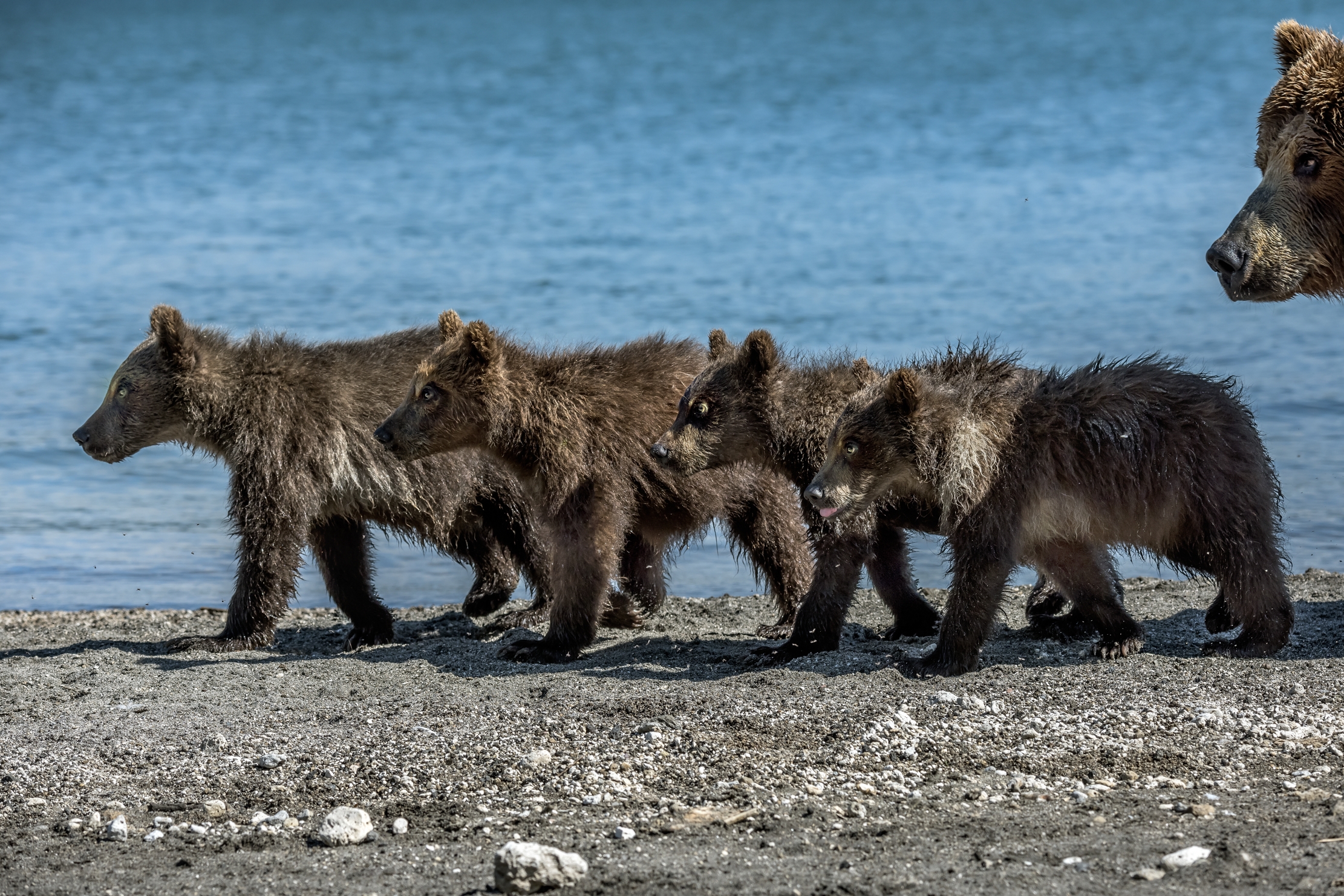 Kamchatka 2016 - Sotto gli occhi della mamma