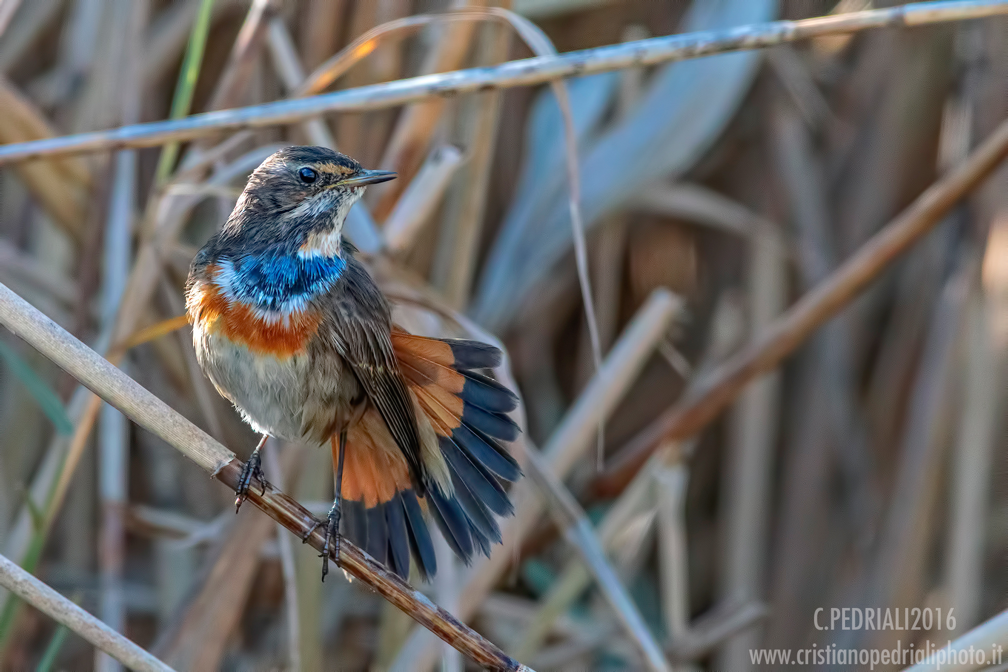 The range of bluethroat