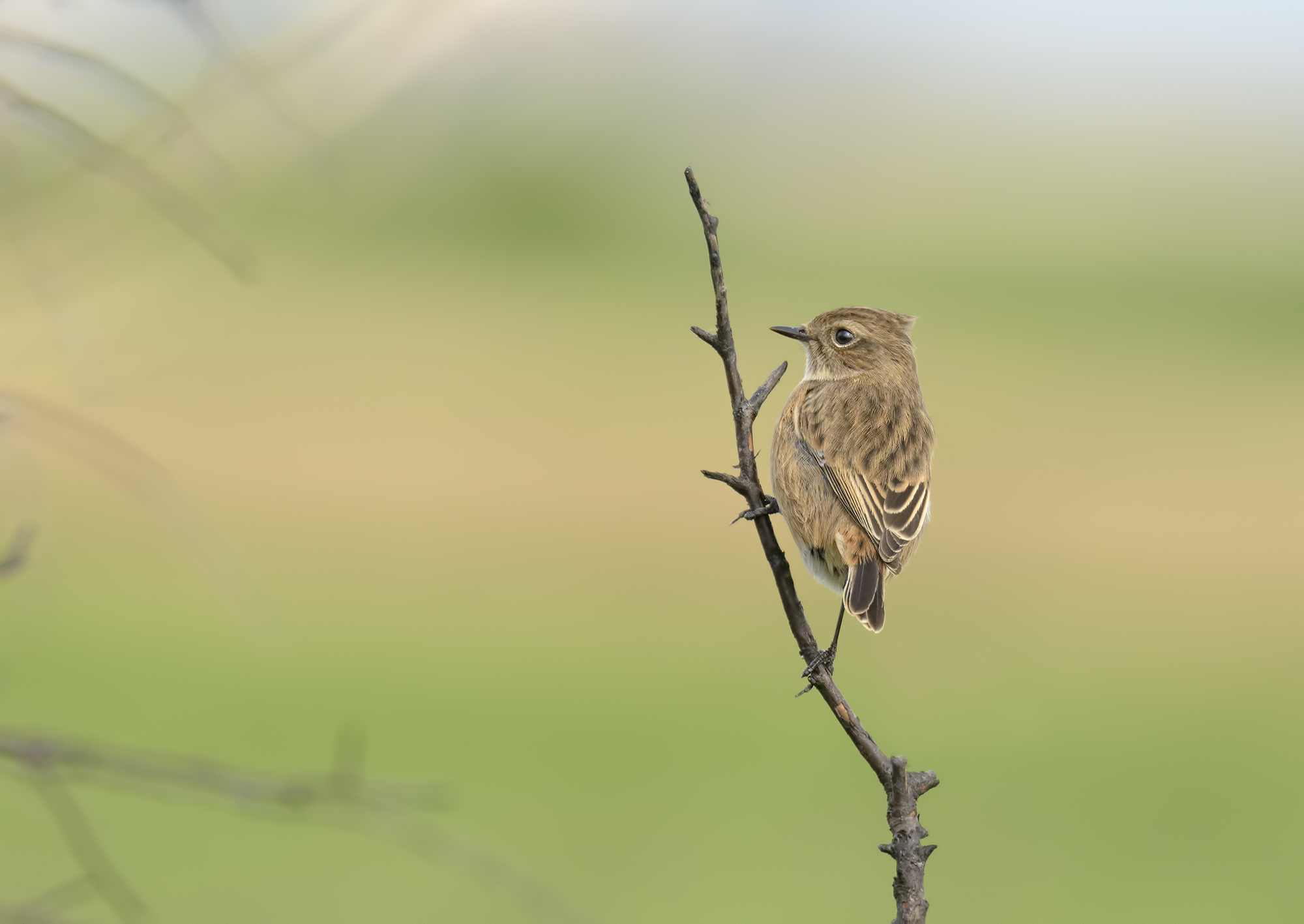 Stonechat female.