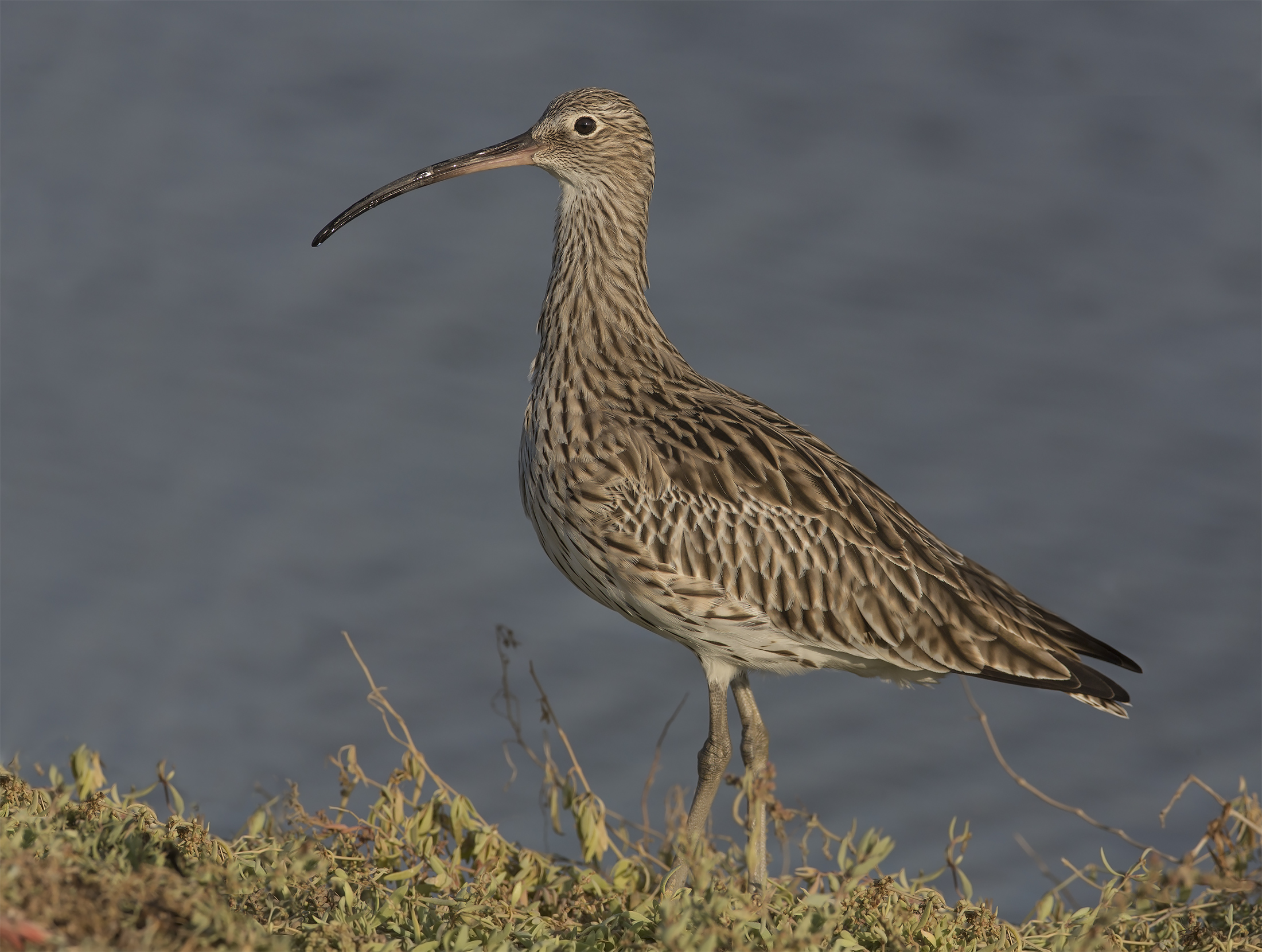 invasione di chiurli