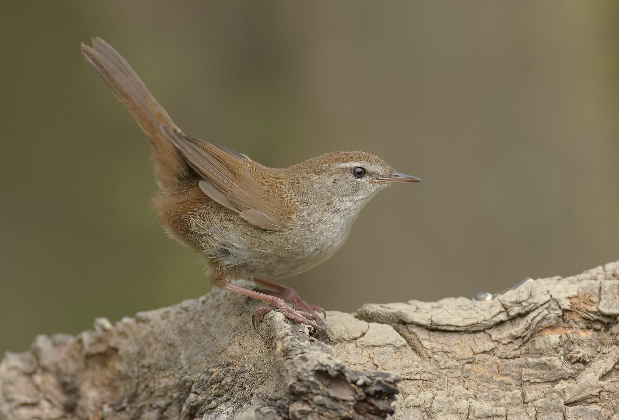 Usignolo di Fiume. L. Massaciuccoli.