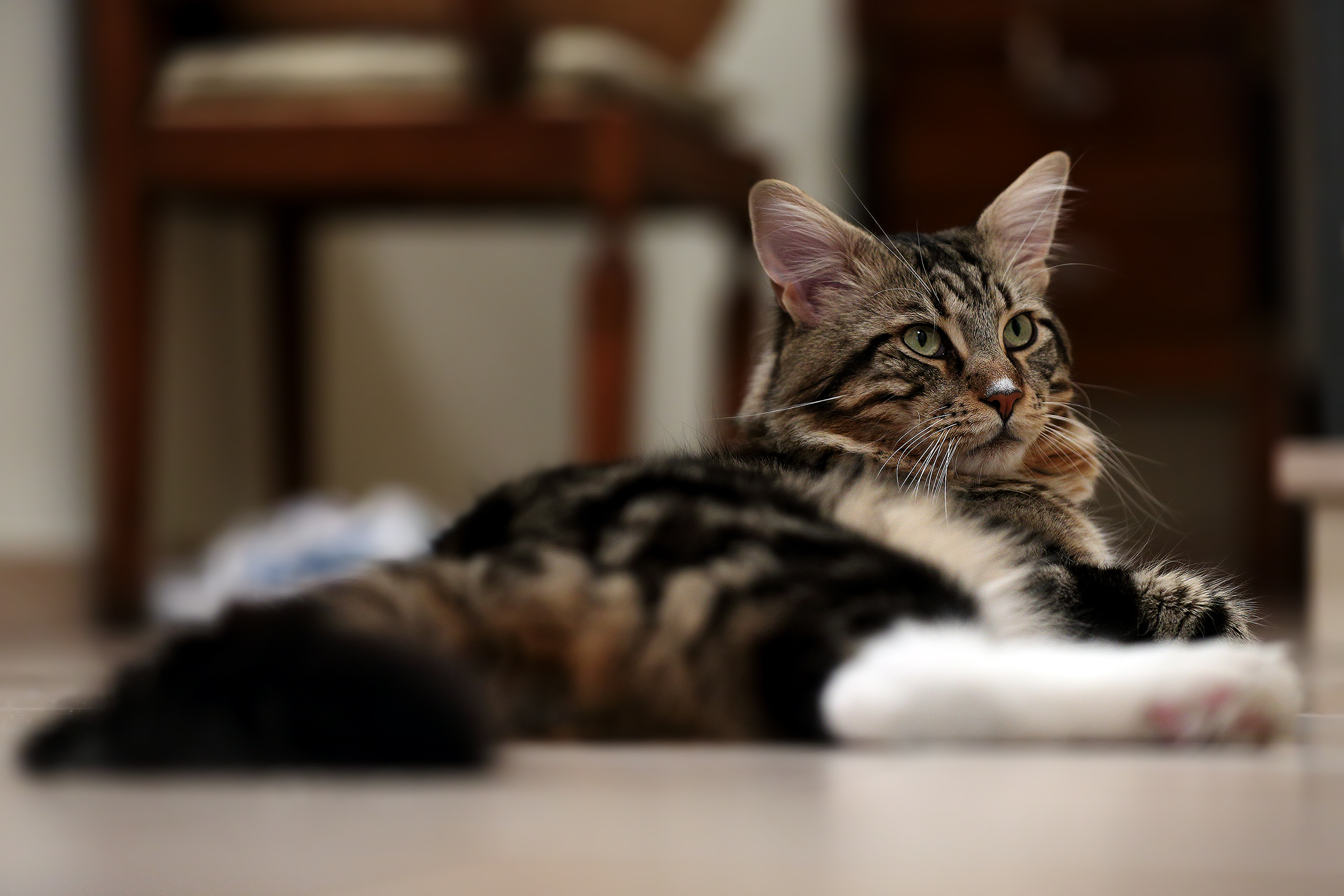 Aaron 5D3 70-200 f8 iso 2500 mkII