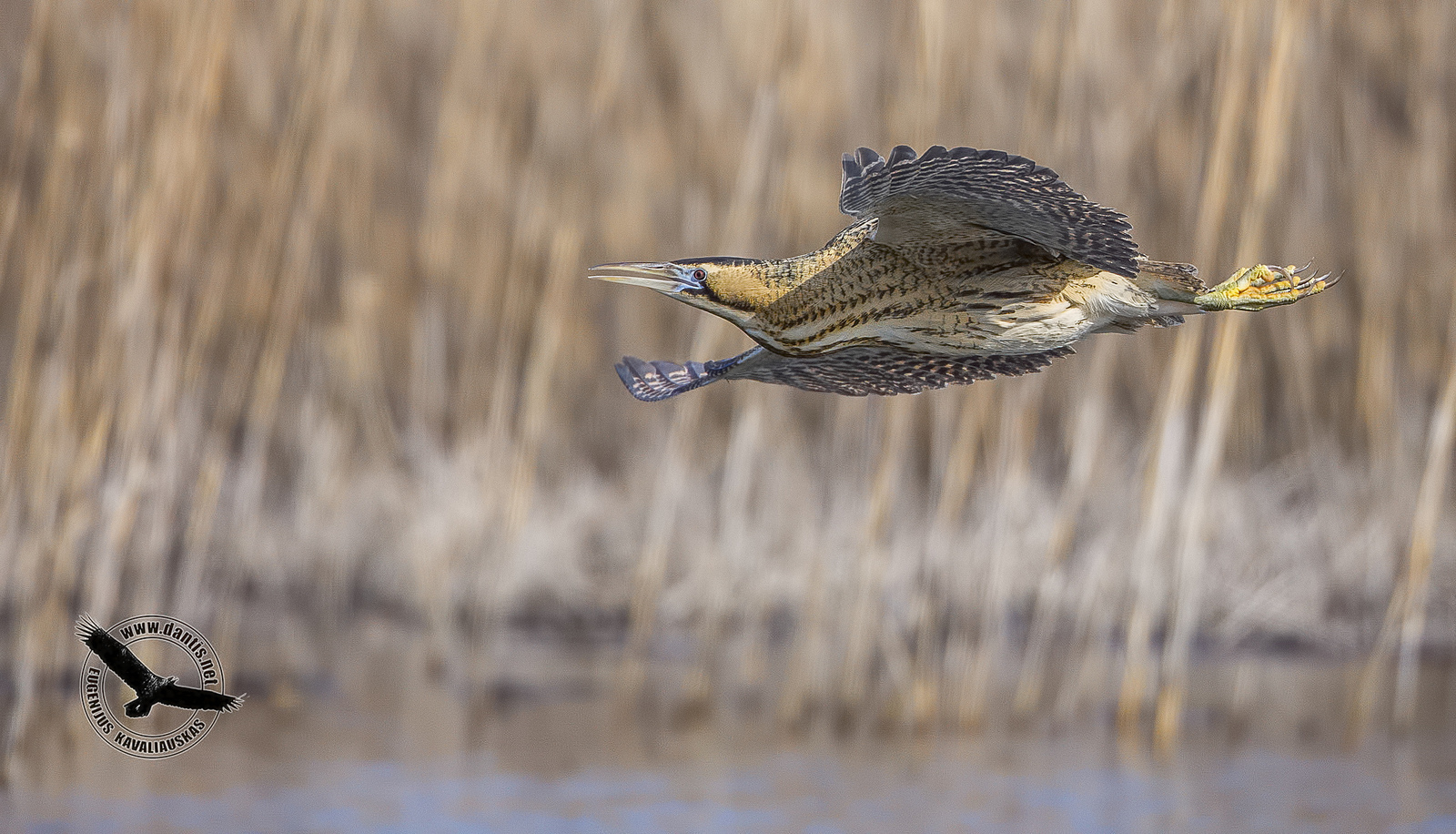 Tarabuso (Botaurus stellaris)
