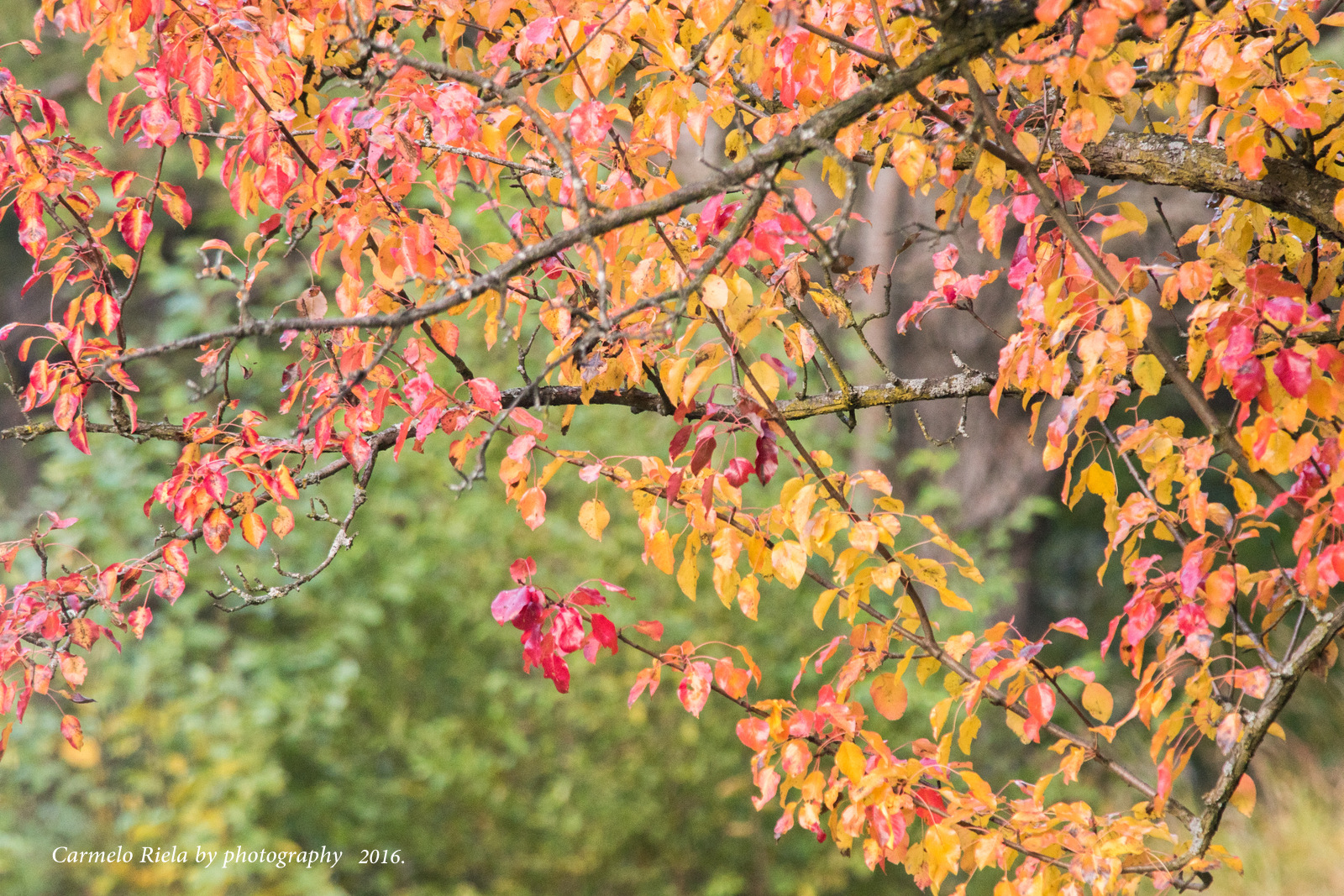Foglie colorate d'autunno.