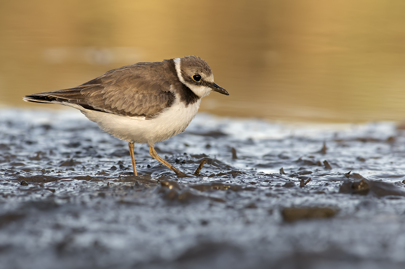 little Ringed Plover