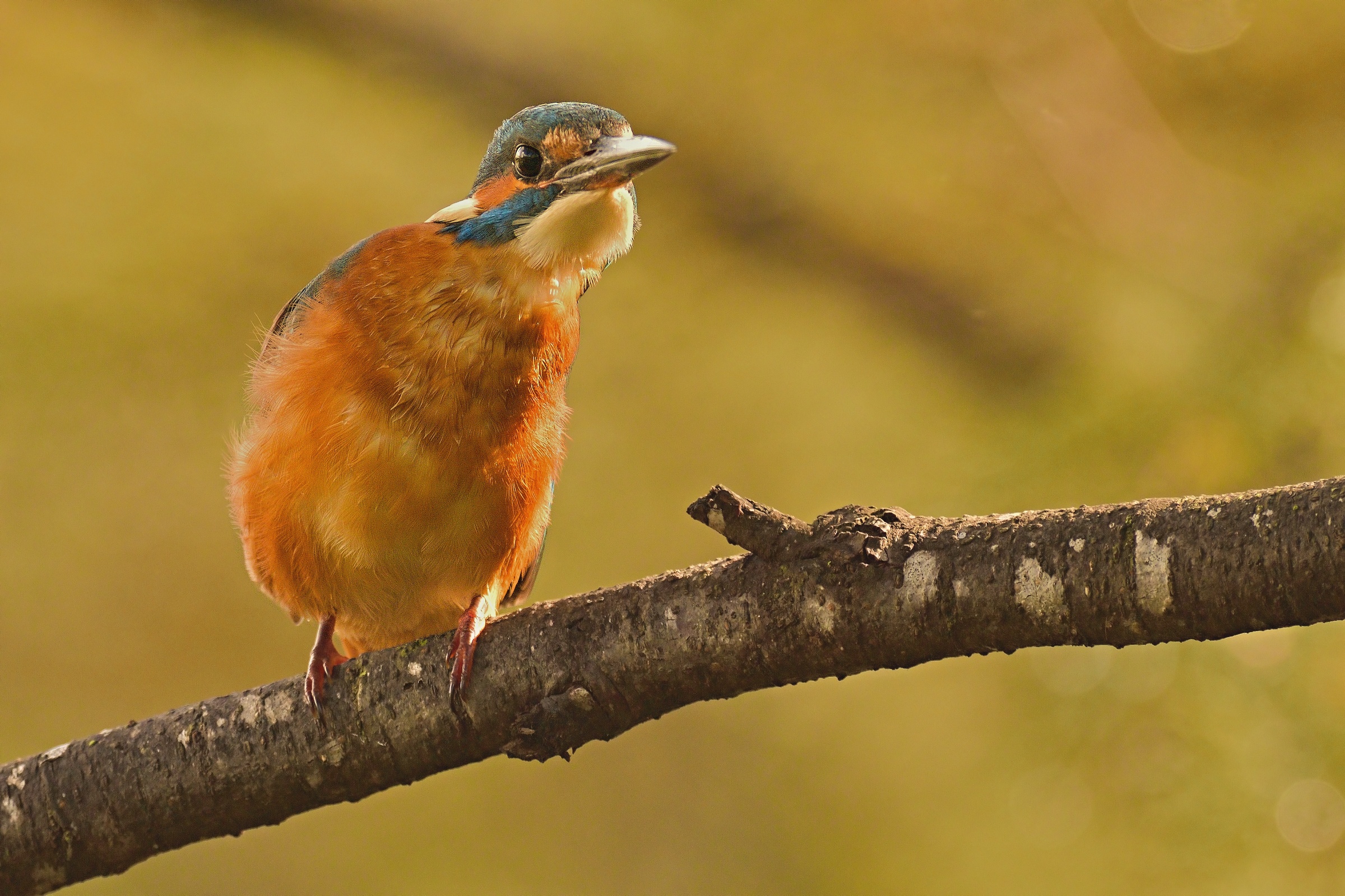 Ma che cos'è quella roba là??