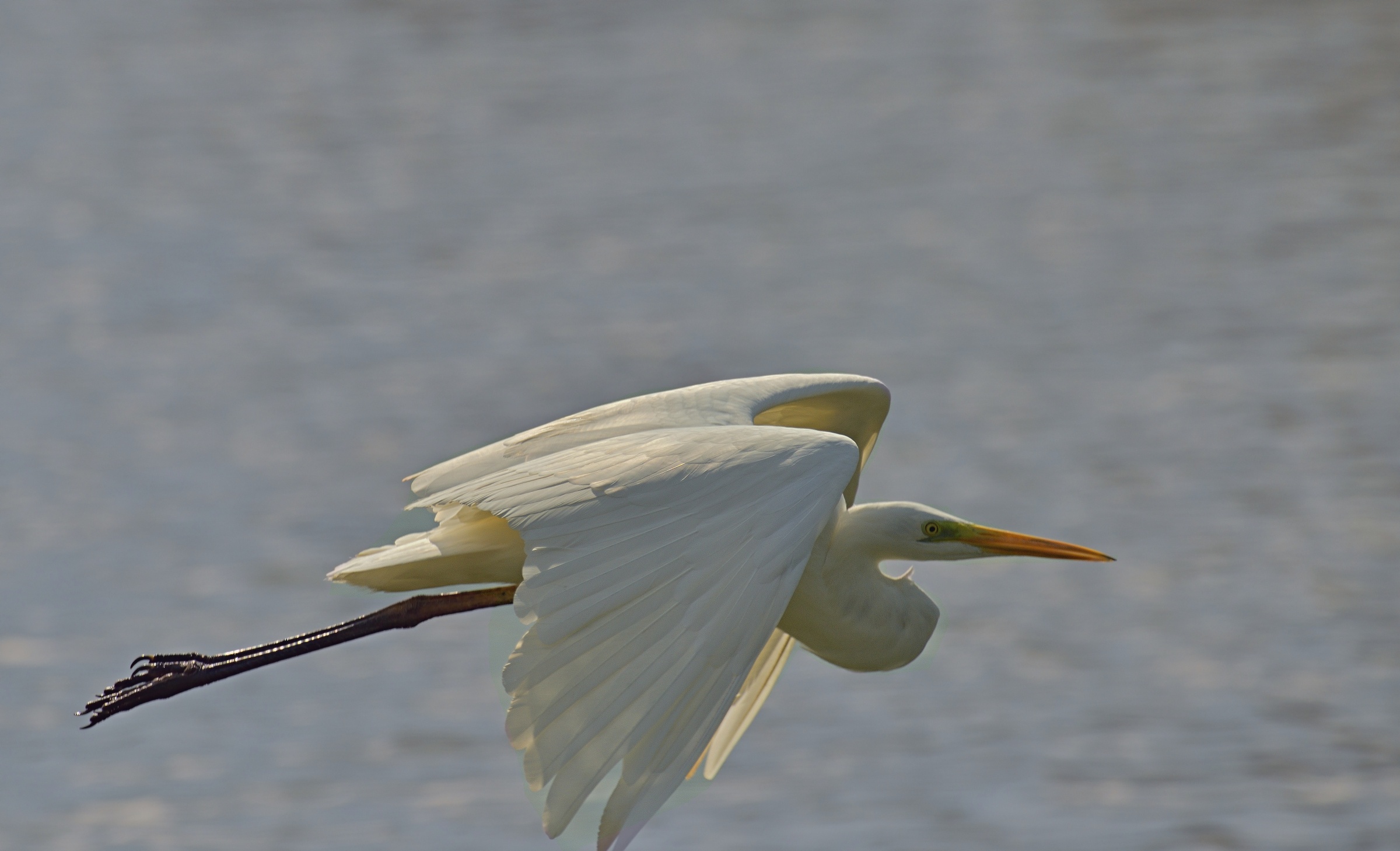 Airone Bianco Maggiore