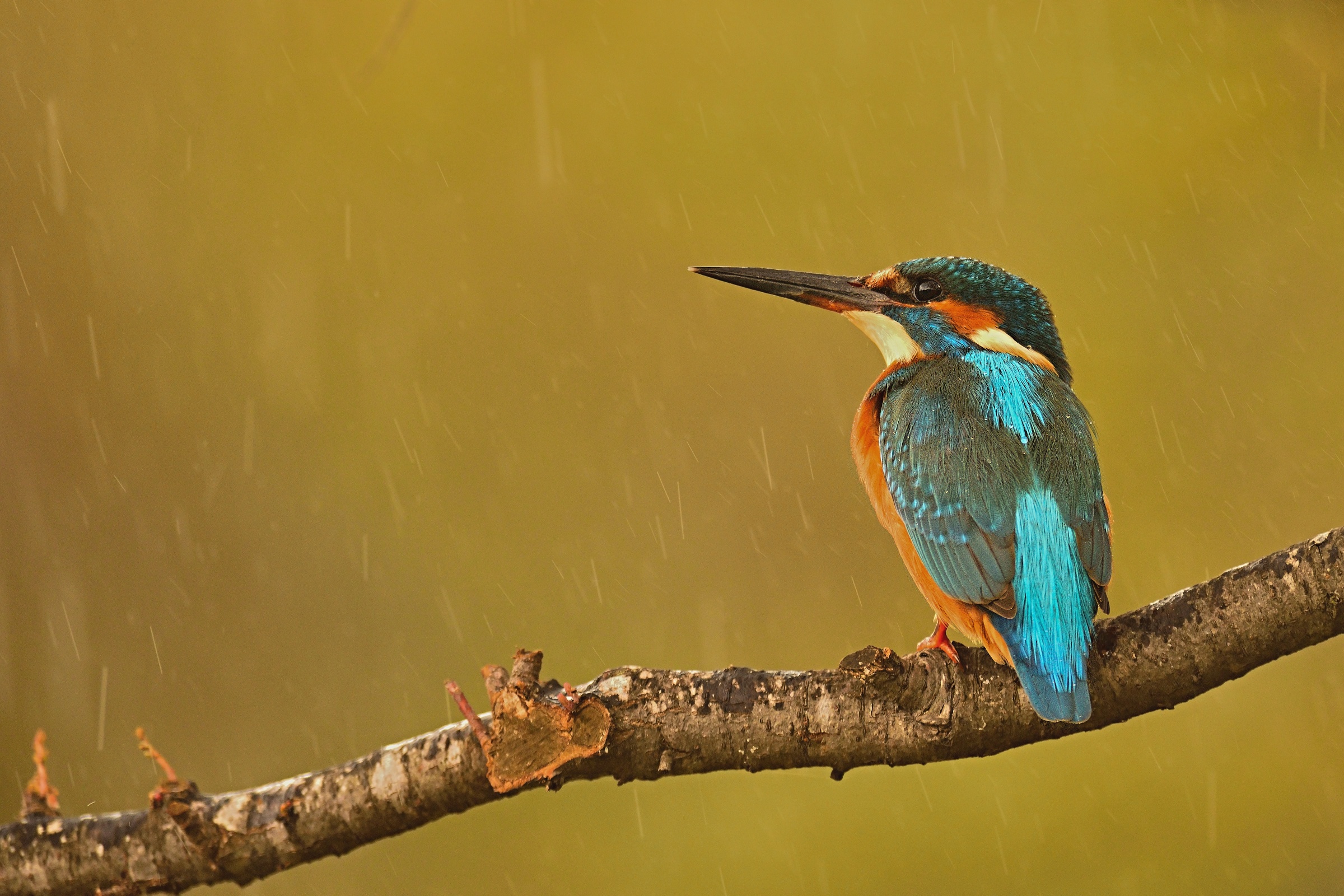 Ma quando smette 'sta pioggia!