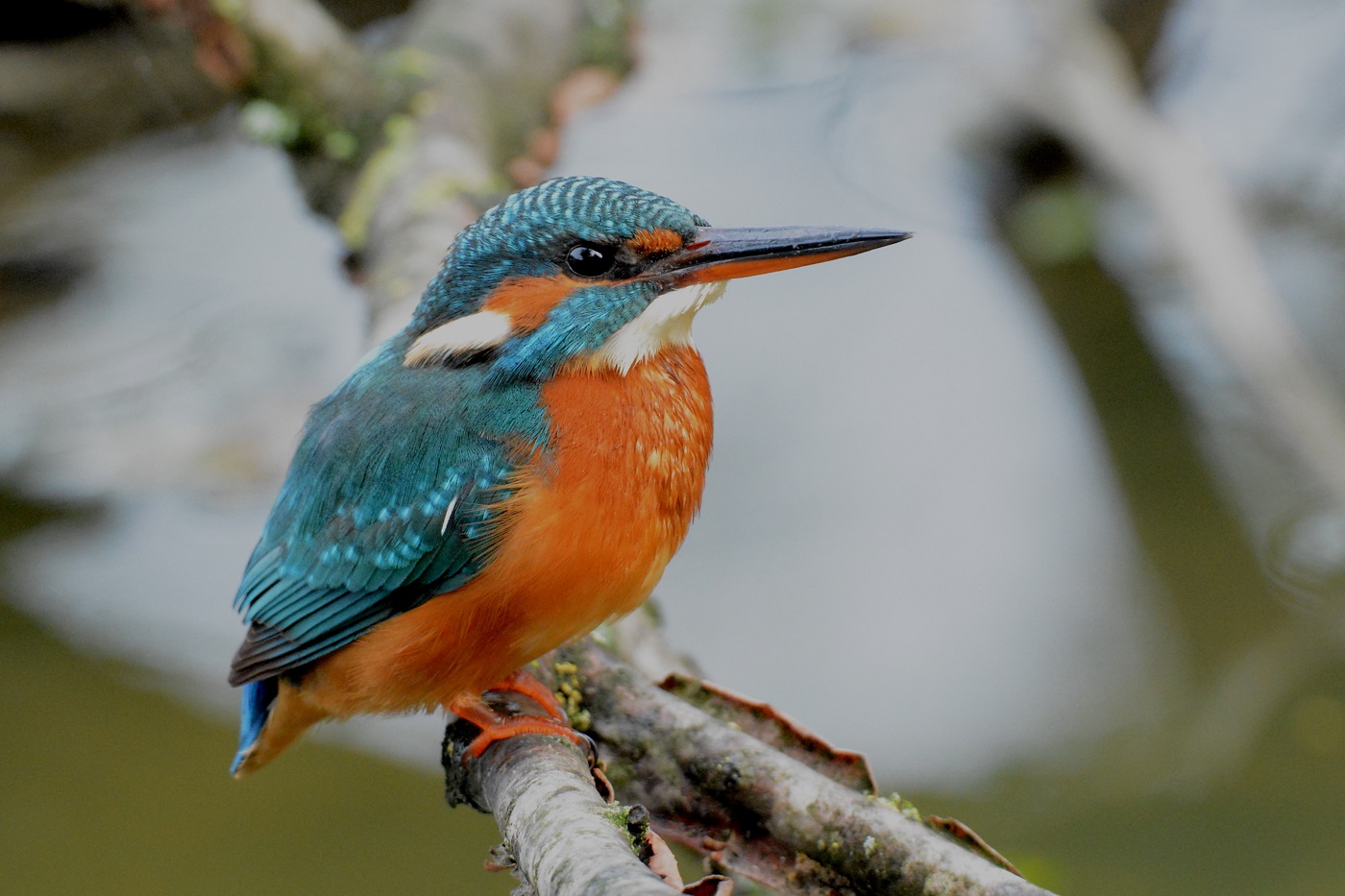 kingfisher
