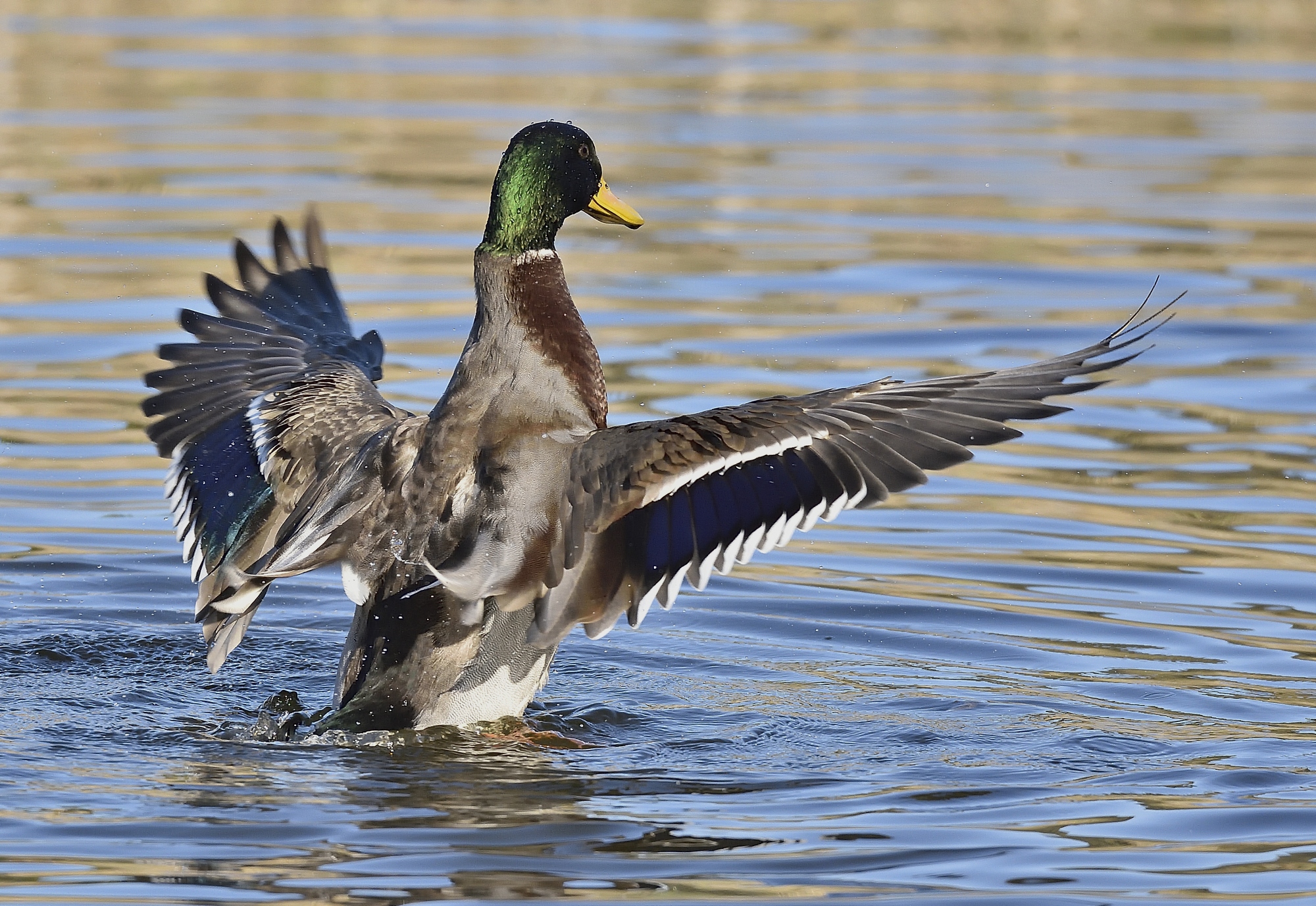 Mallard duck