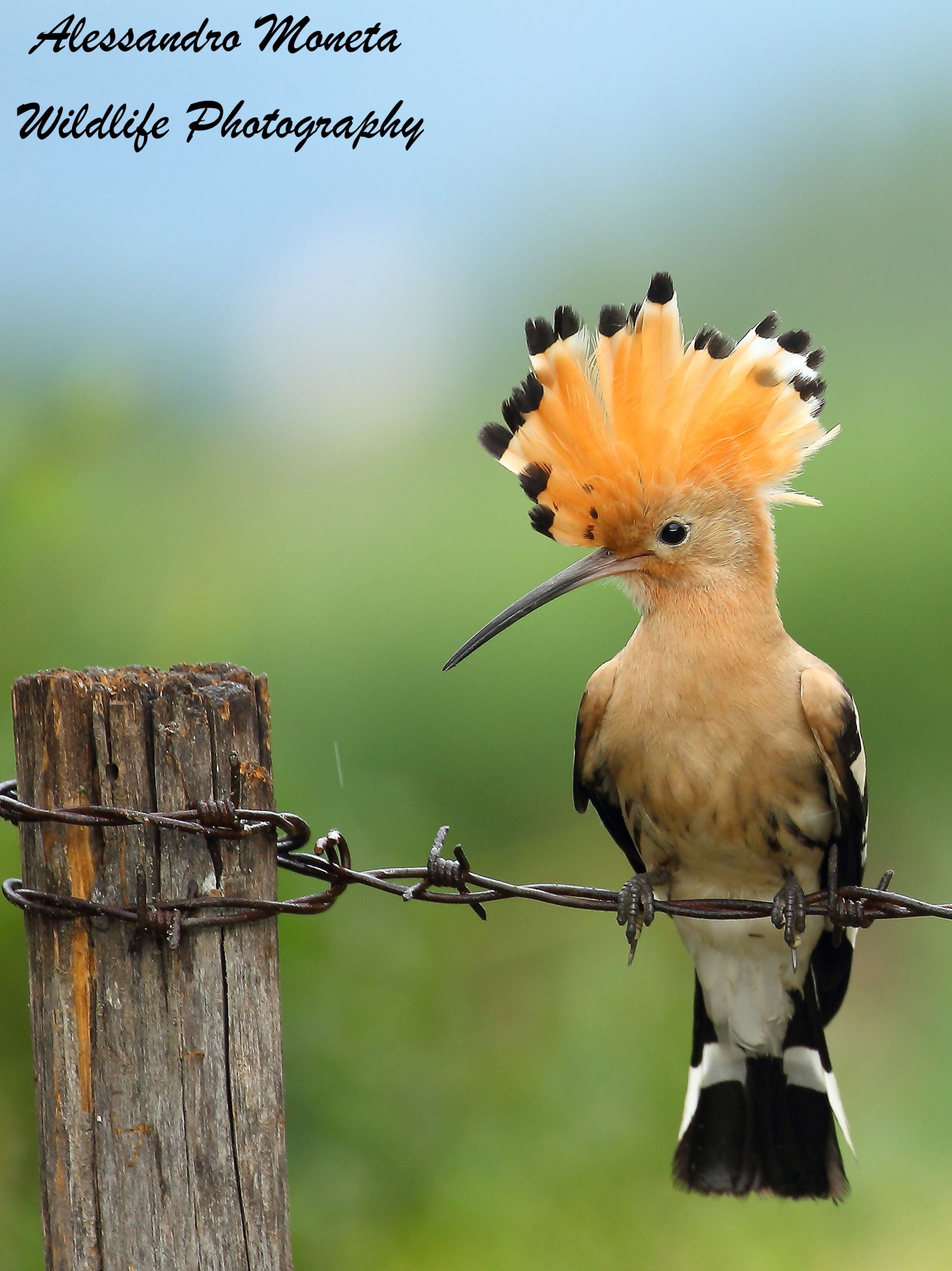 Hoopoe