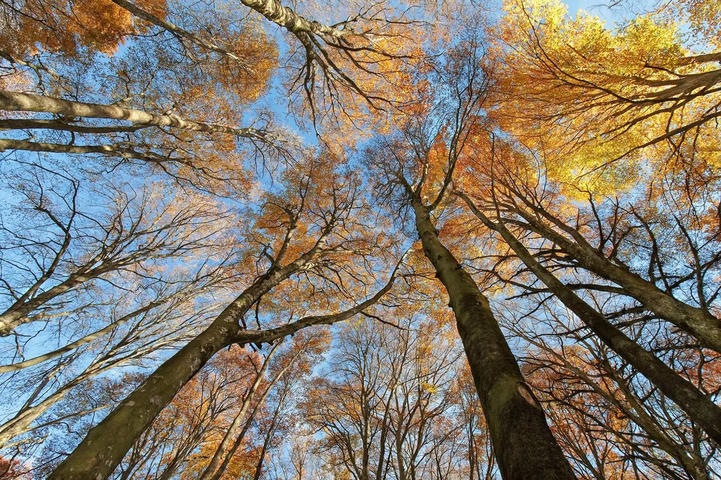 The colors of the beechwood