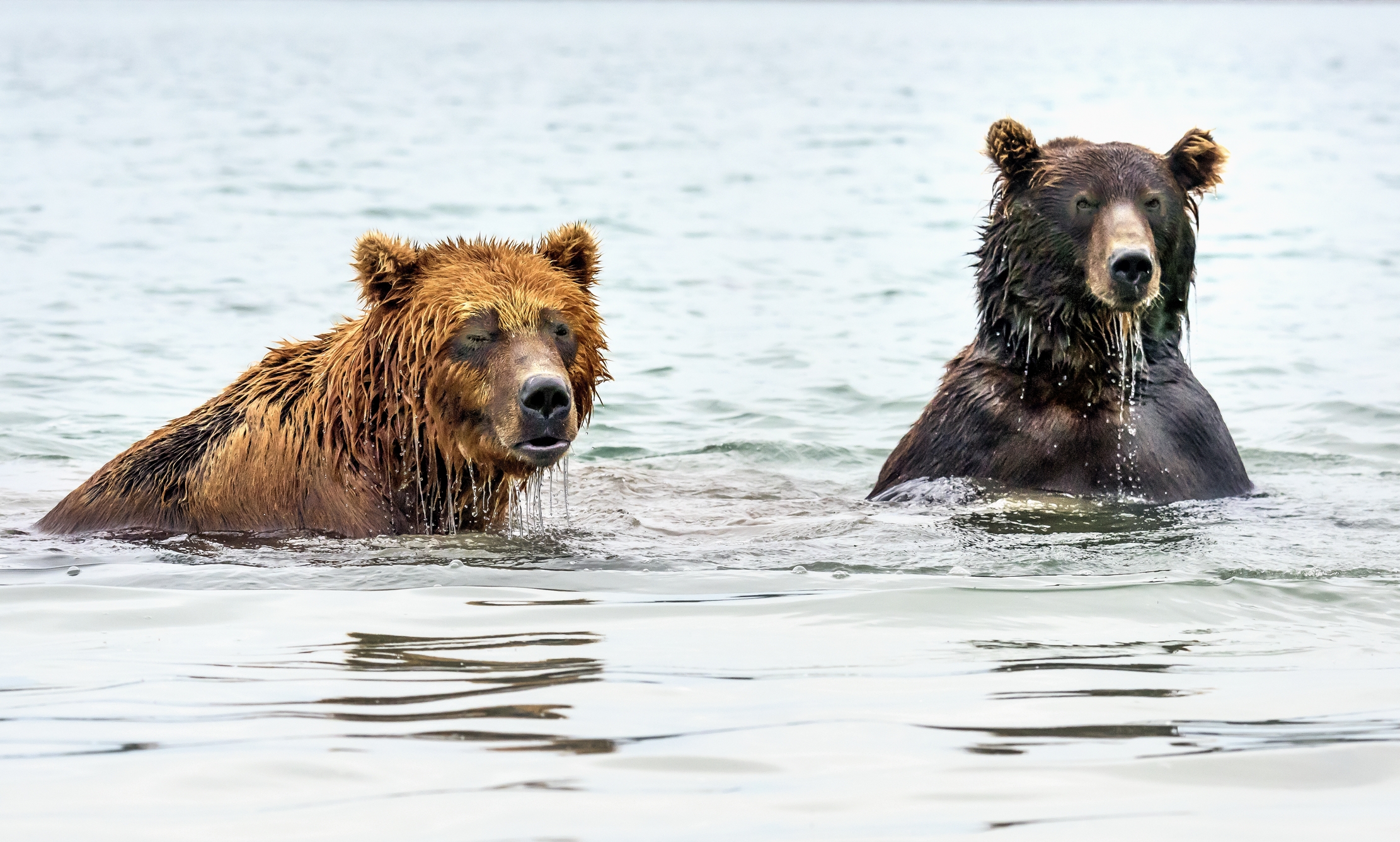 Kamchatka 2016 - La strana coppia
