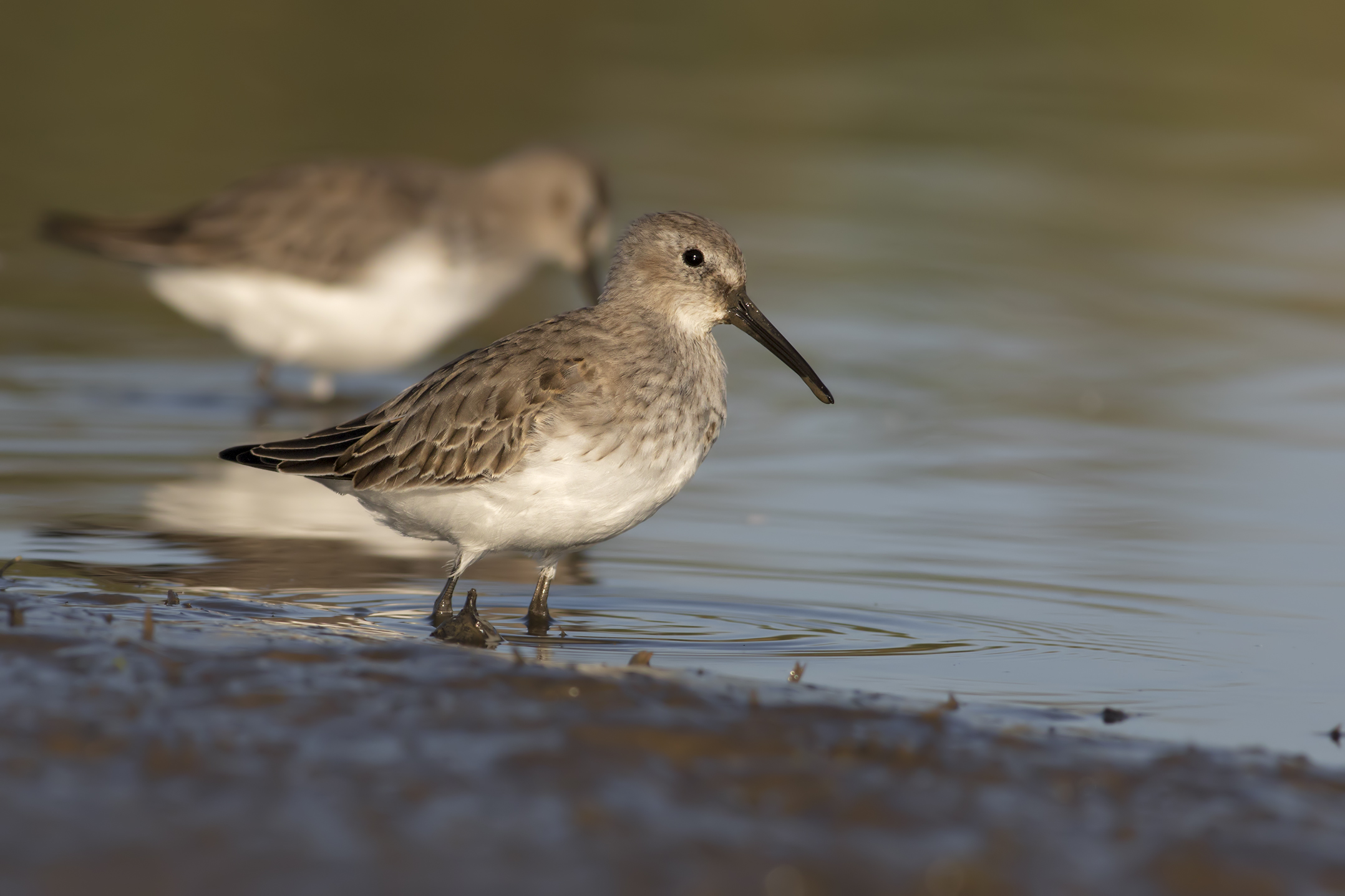 Dunlin