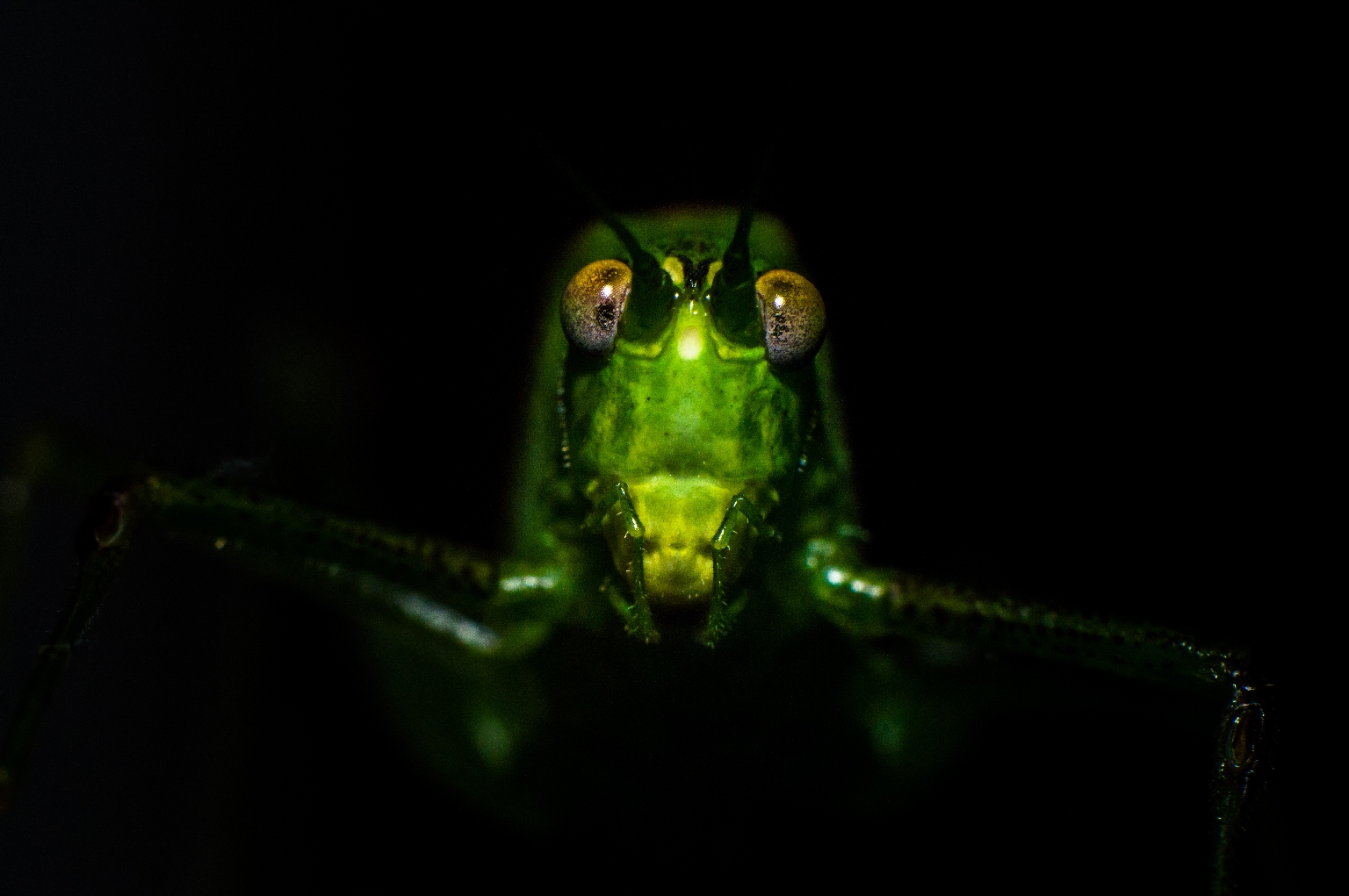 "Scusate.. avete visto un burattino?"