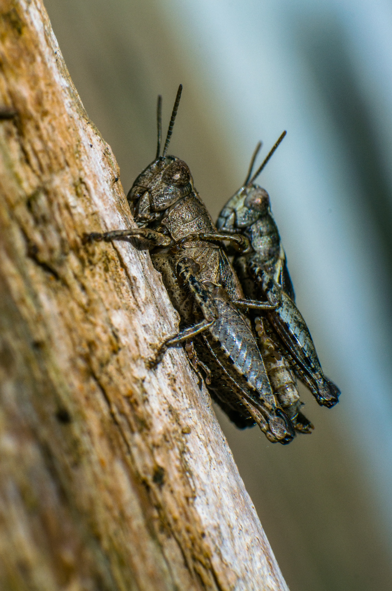 Nikon 36-72mm F3.5 Series E