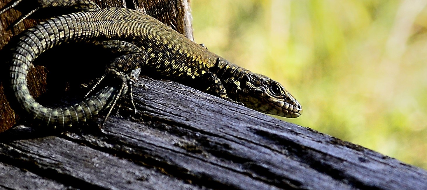 Lizard last sun