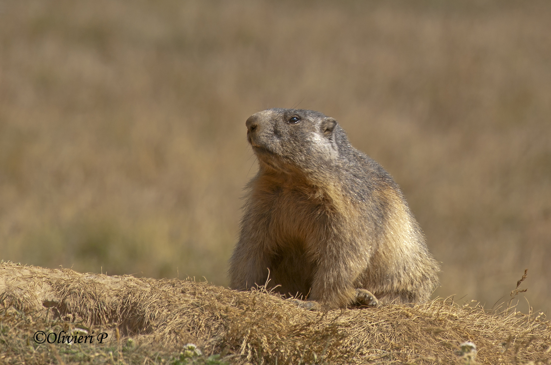 marmotta