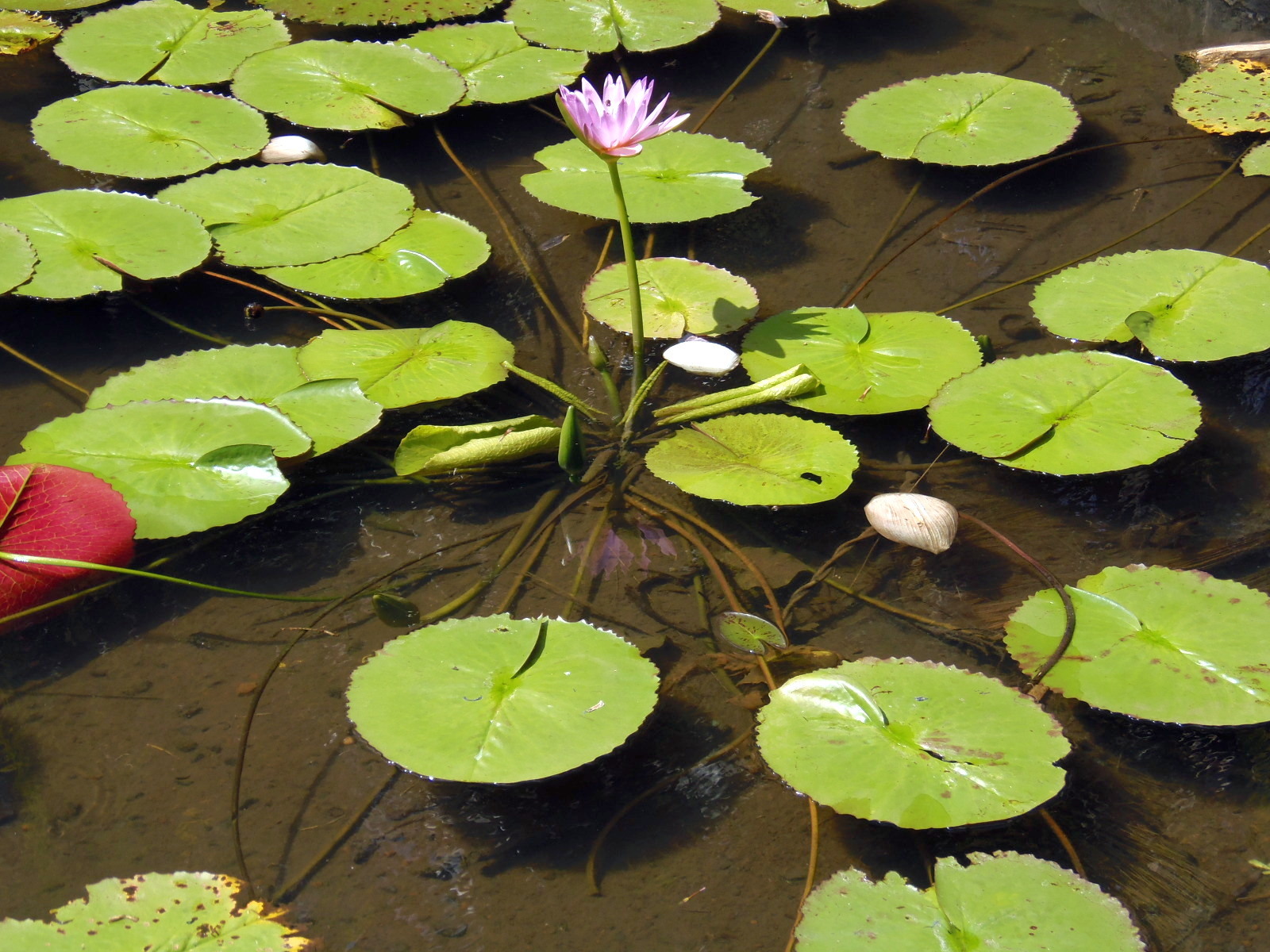 waterlilies