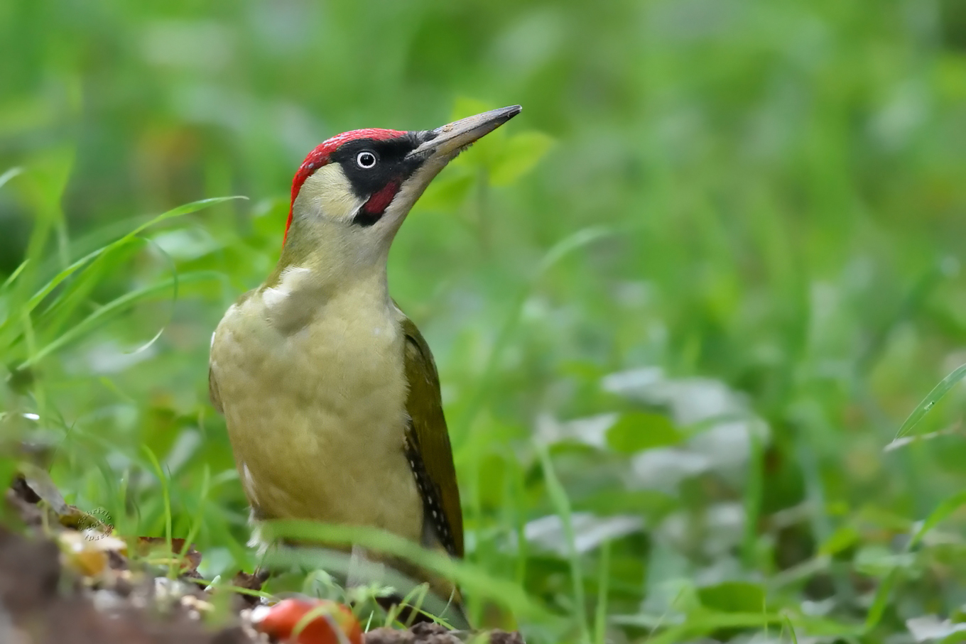 Green Woodpecker (Picus viridis)