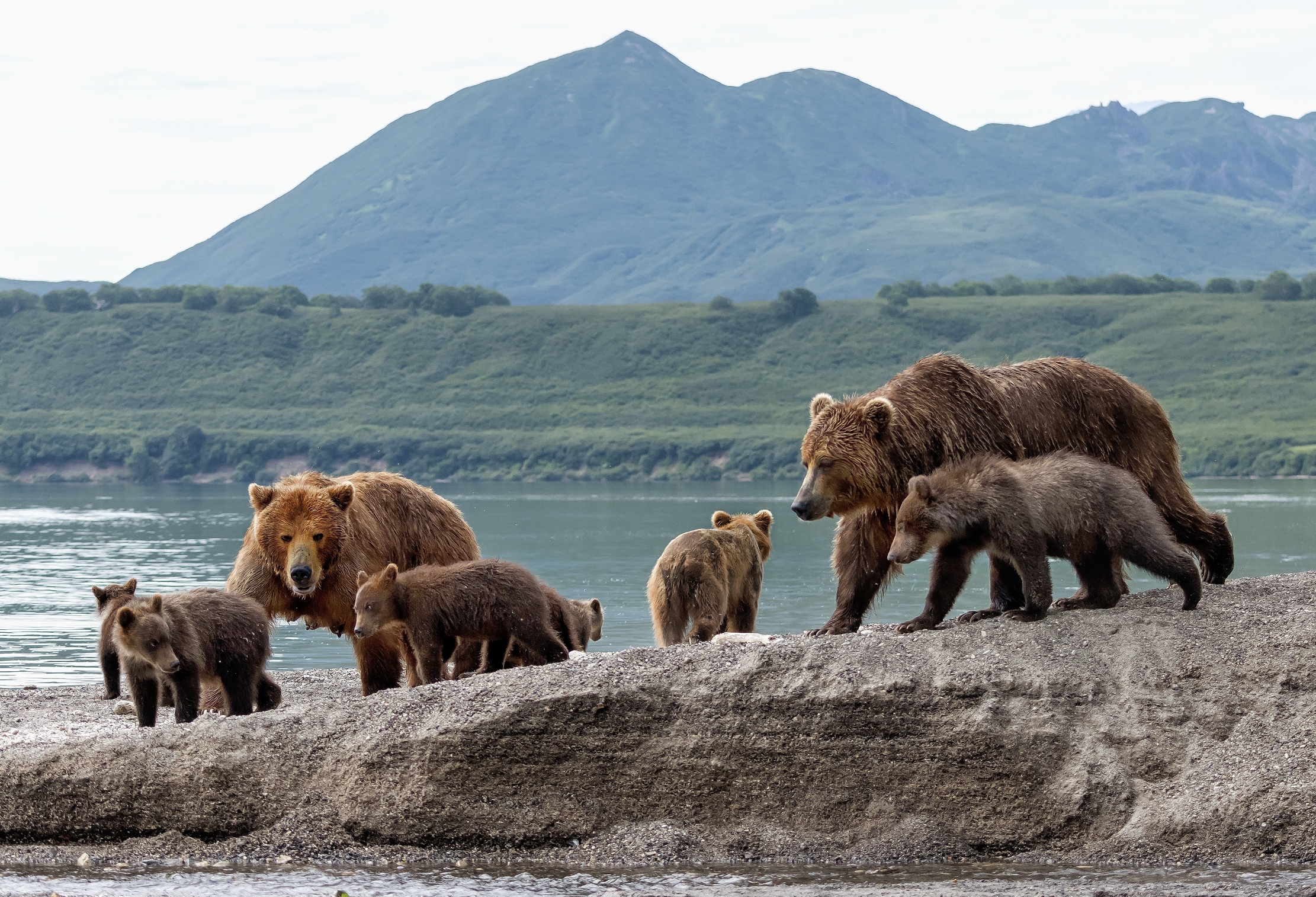 Kamchatka 2016 - Bears