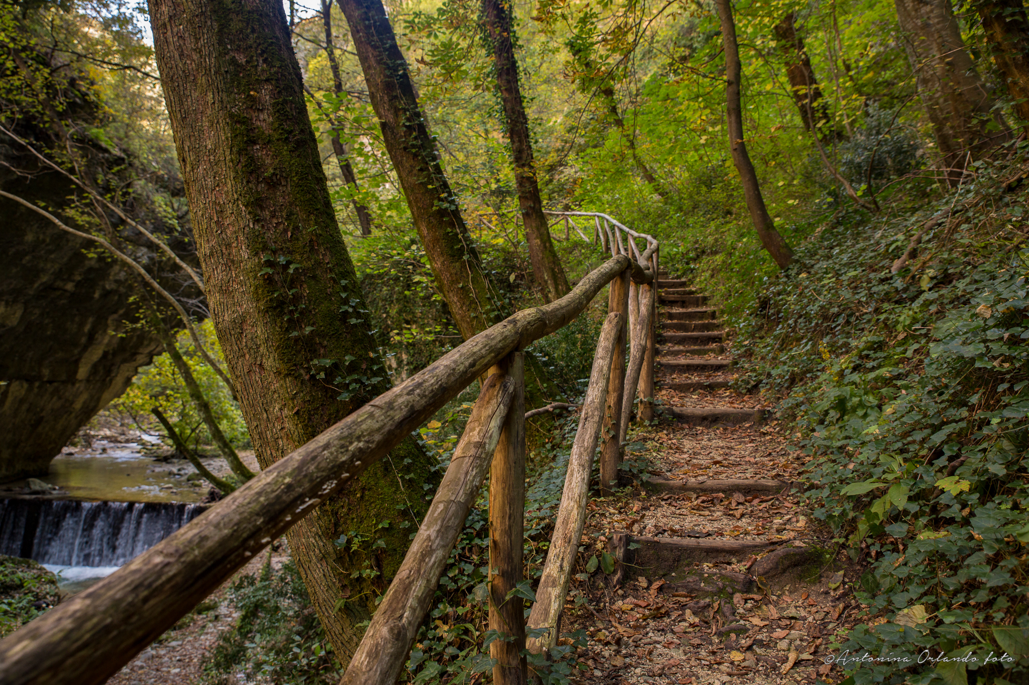 Quella strada nel bosco !!