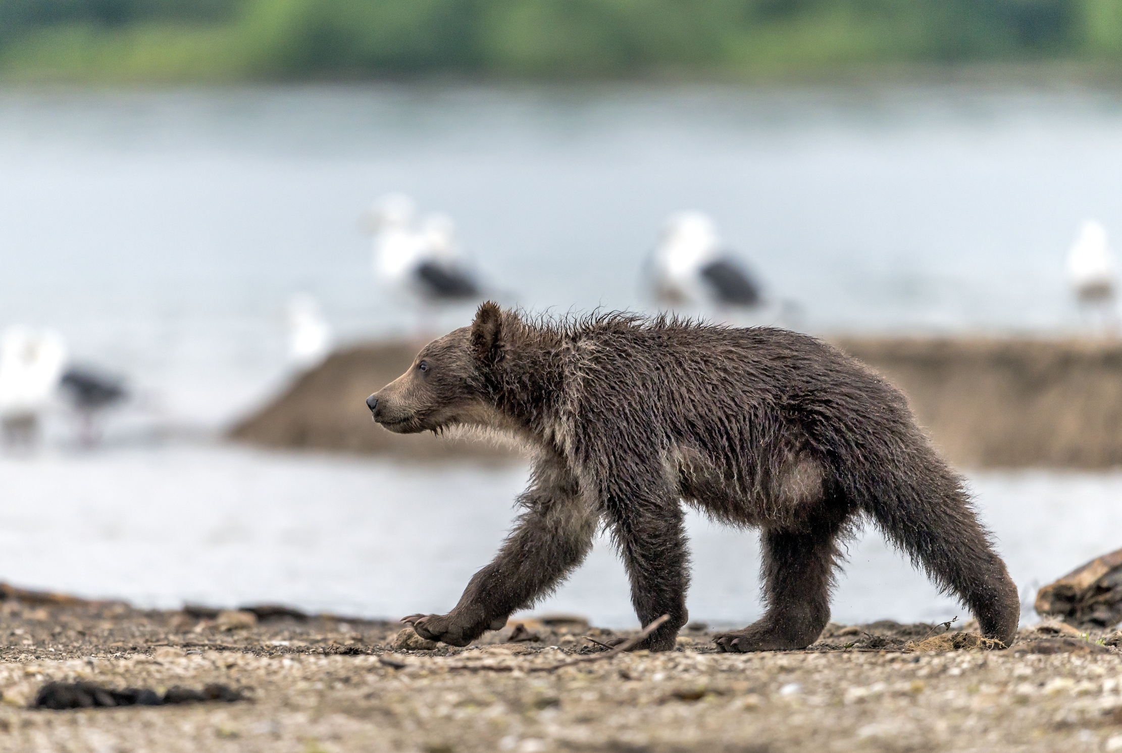 Kamchatka 2016 - Cub