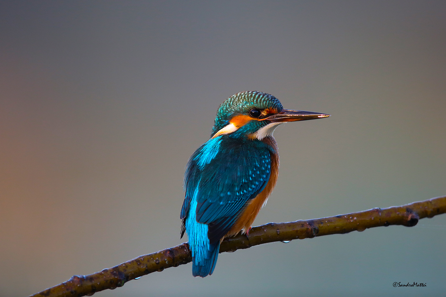 Kingfisher