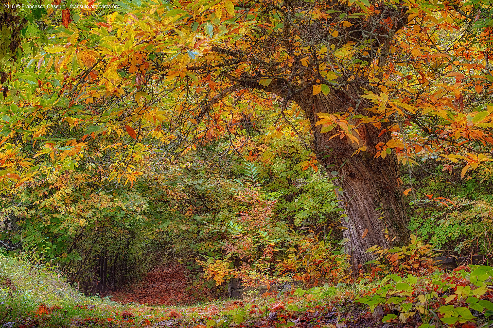 Autumn in Val Vobbia - Caprieto
