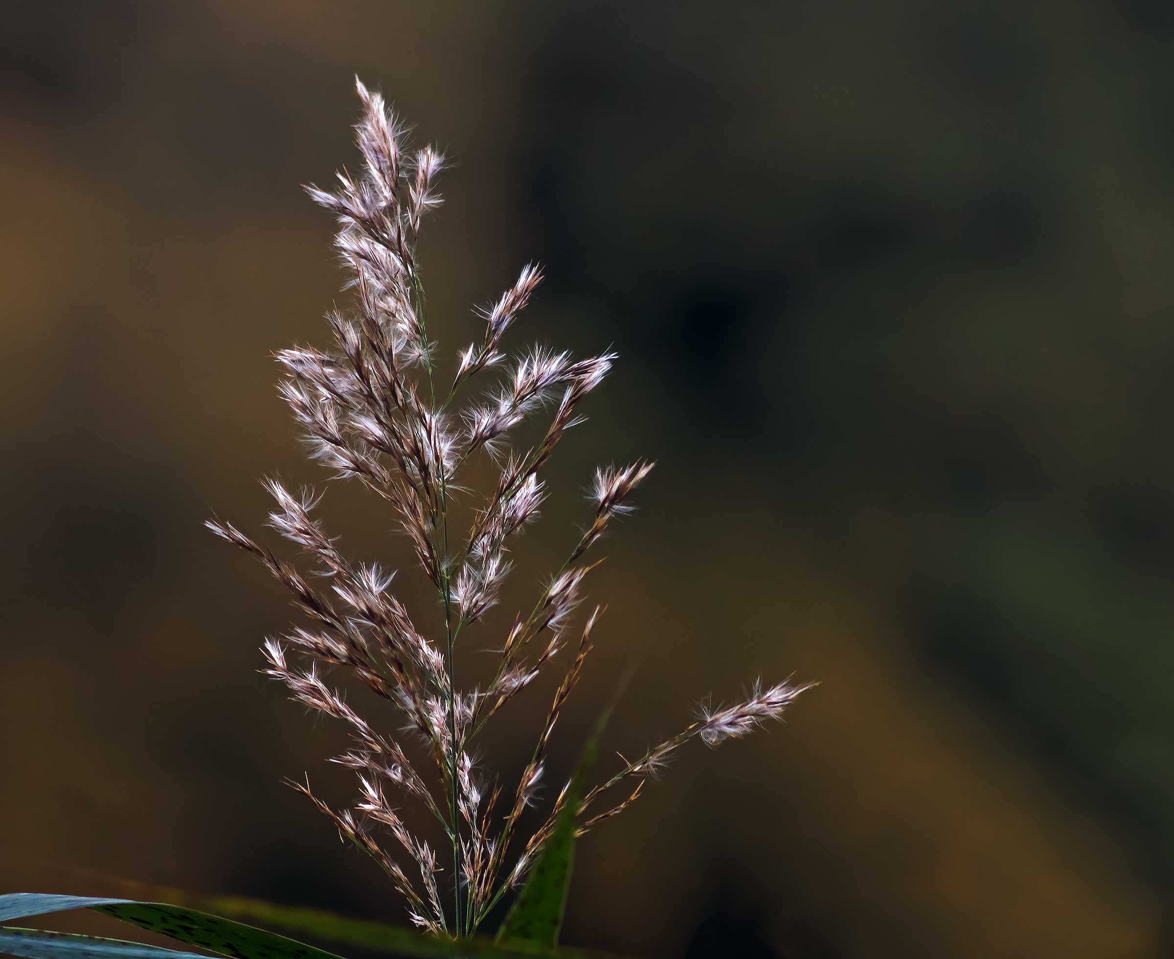 Fraxinus Ornus flowers