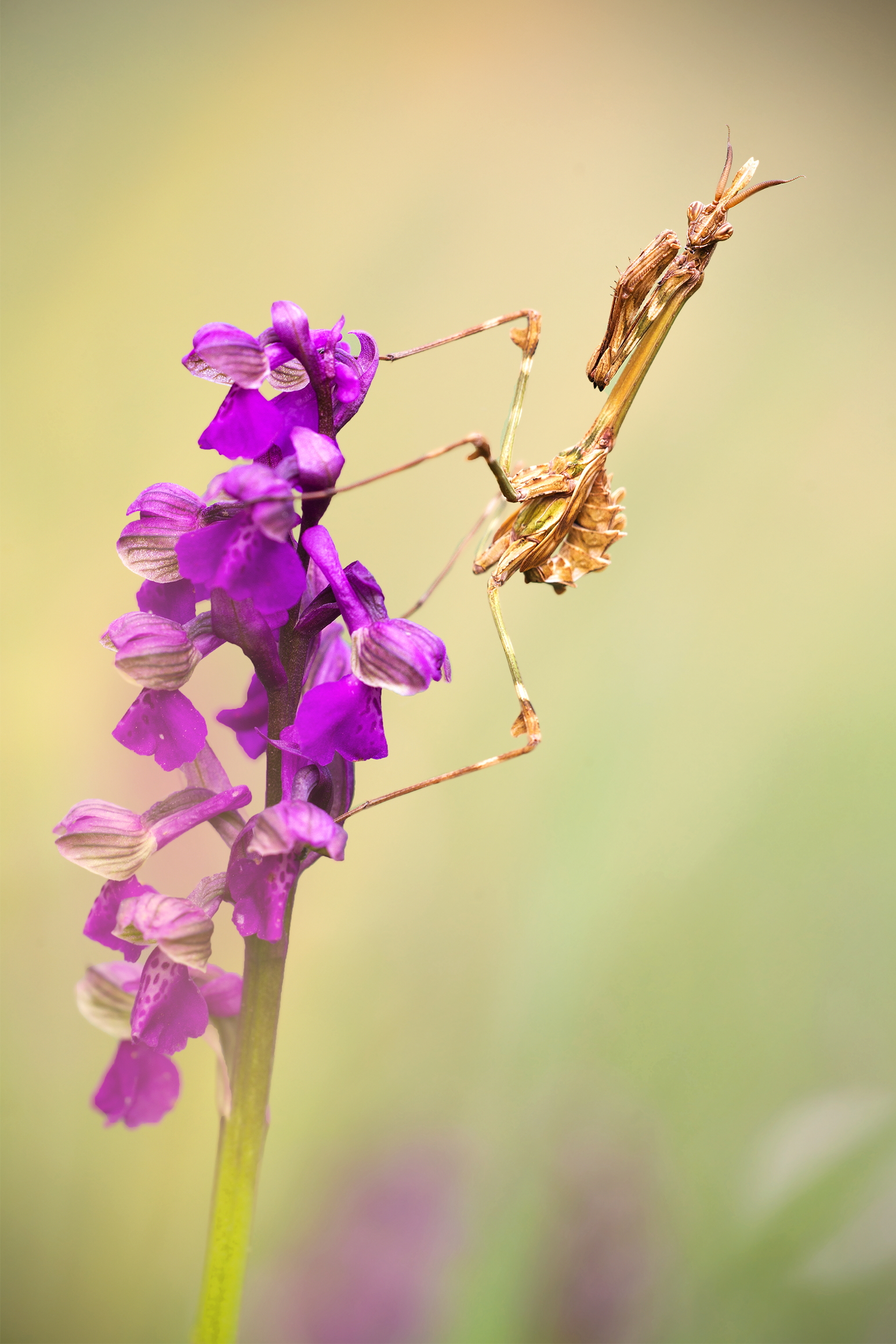 L'Anacamptis morio e l'Empusa